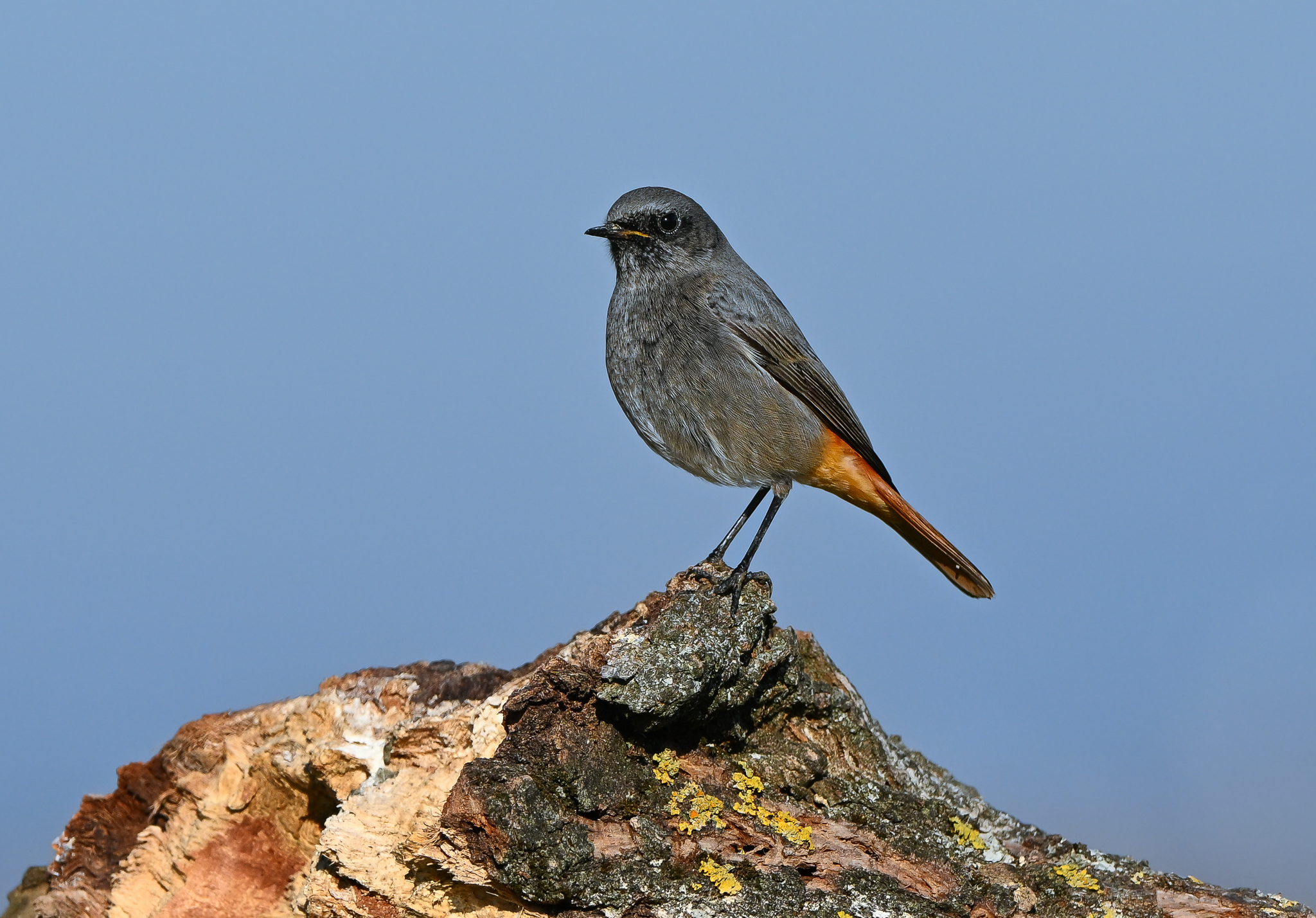 Redstart, chimney sweep, solitary and territorial....
