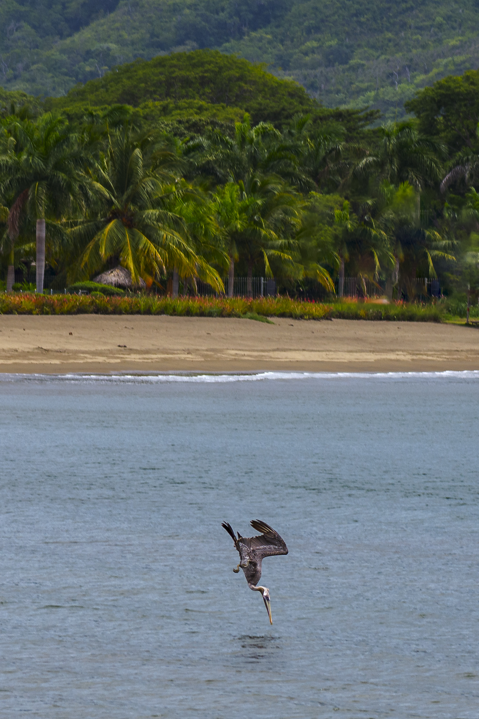 Pelican fishing...