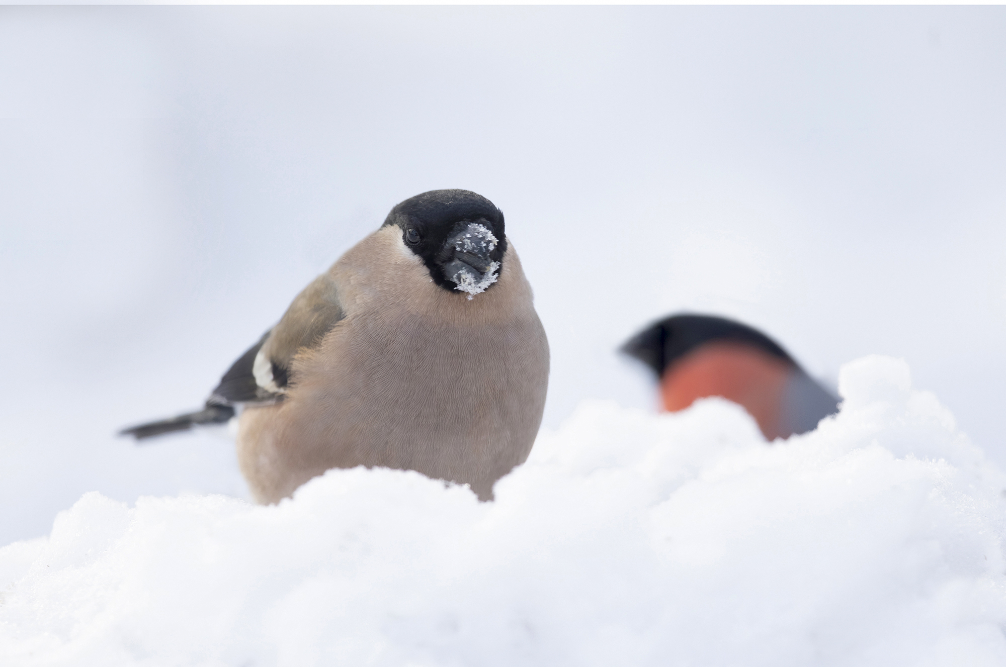 bullfinches in the snow...