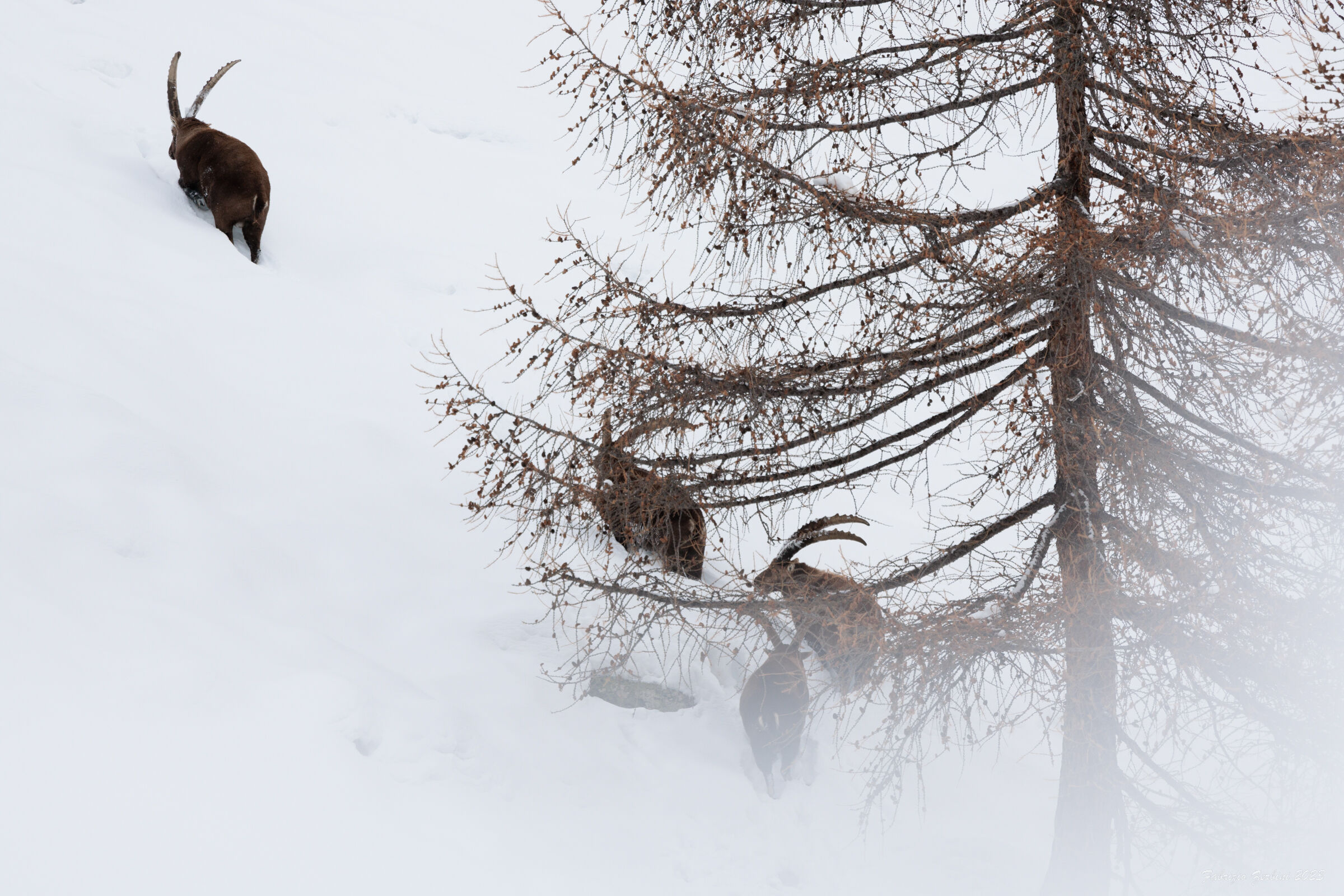 Ibex, Aosta Valley (December 2023)...