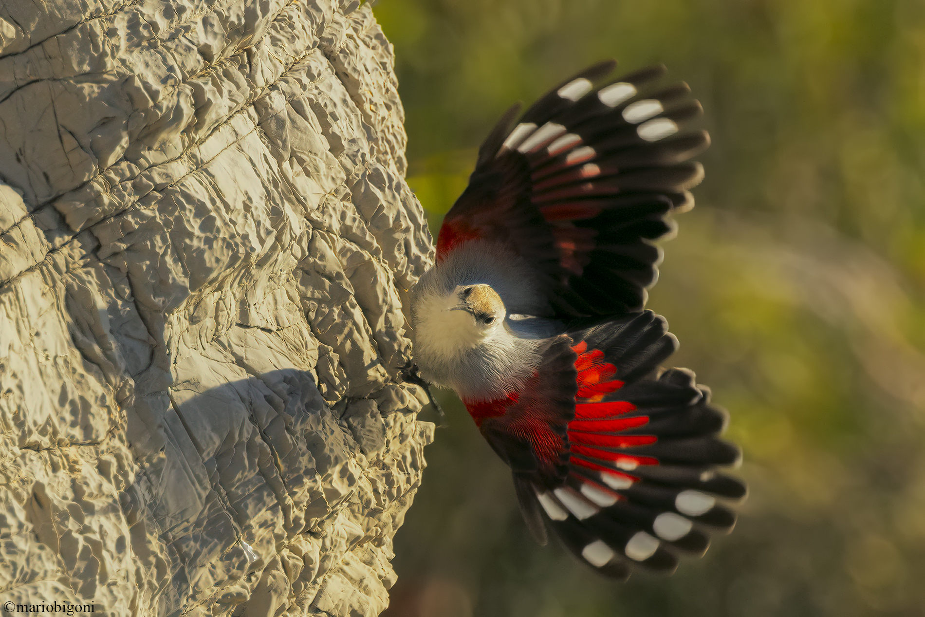 Wallcreeper...