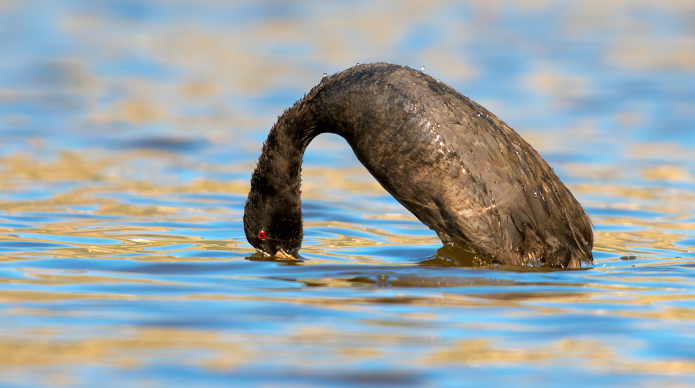 Coot- diving...