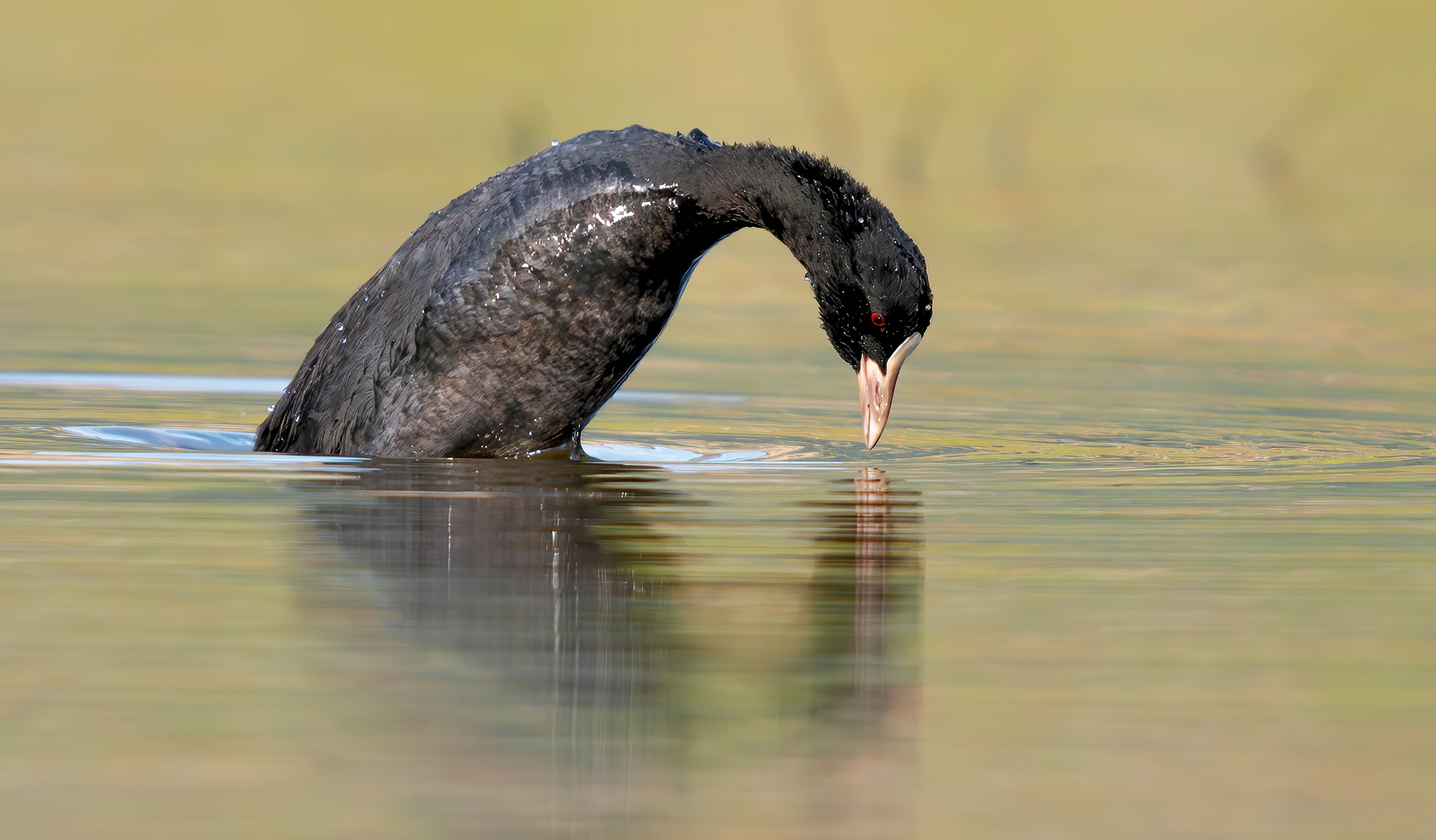 Coot-diving...