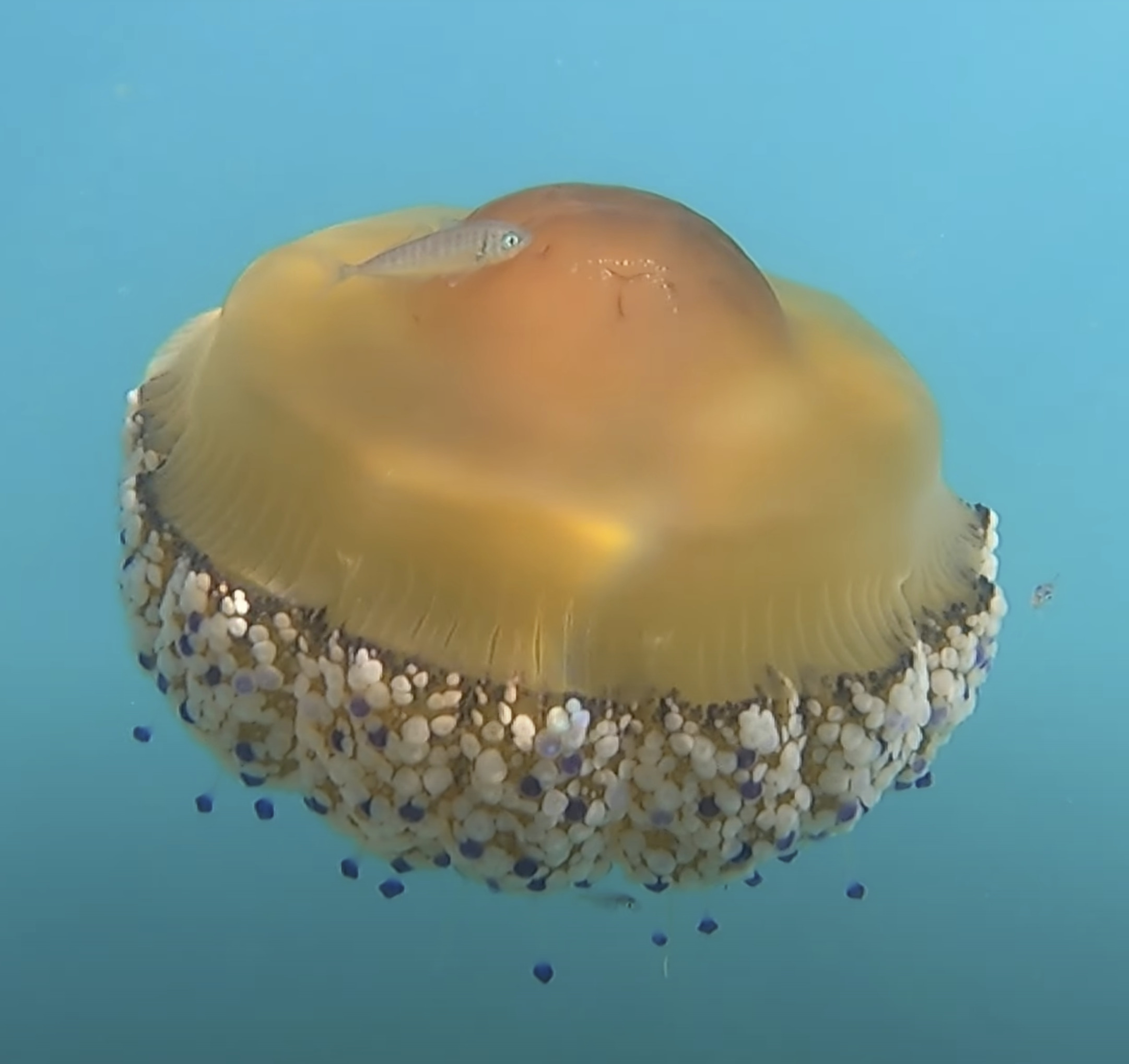 Medusa Cassiopea Mediterranea - Mediterranean jellyfish...