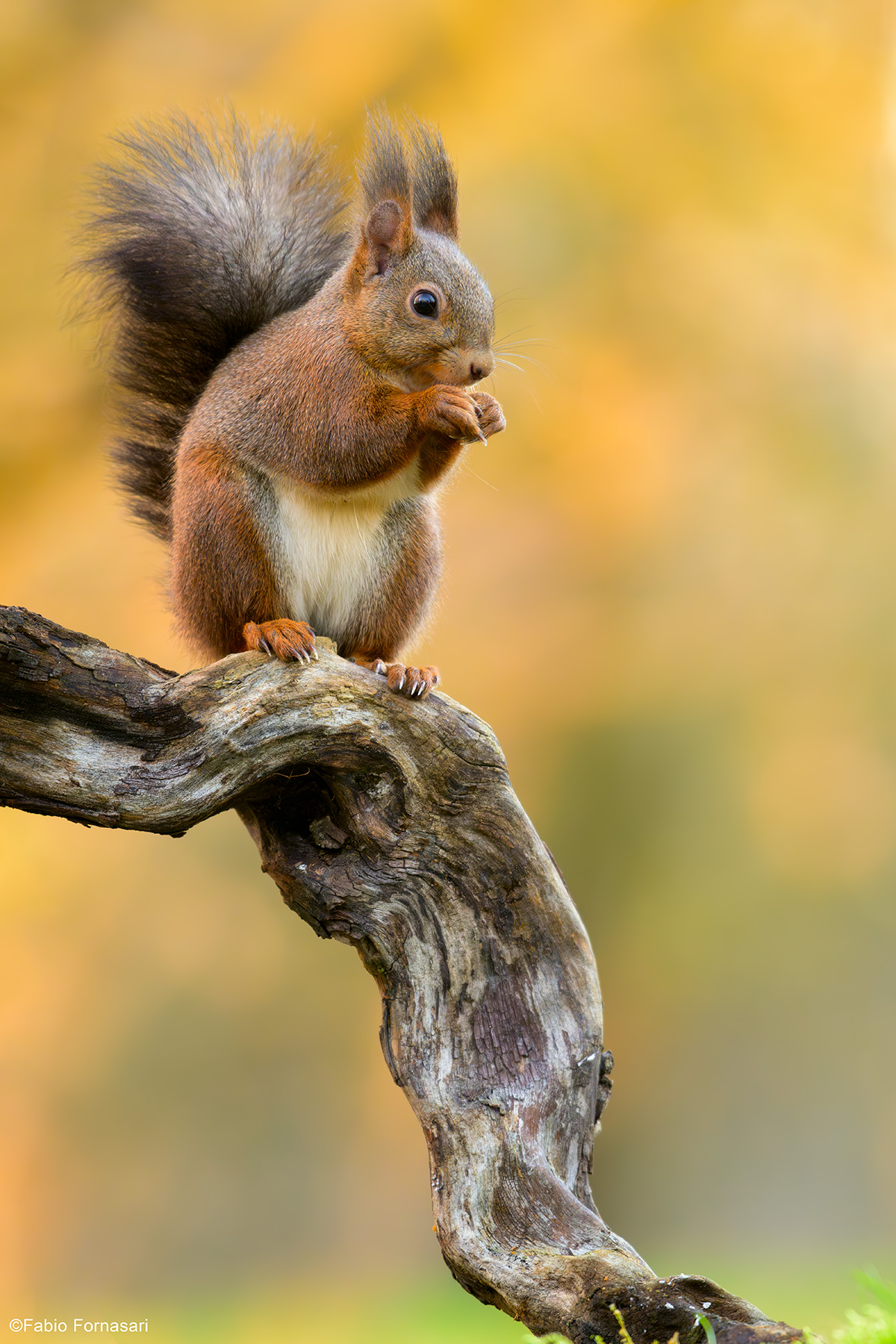 Common Squirrel...