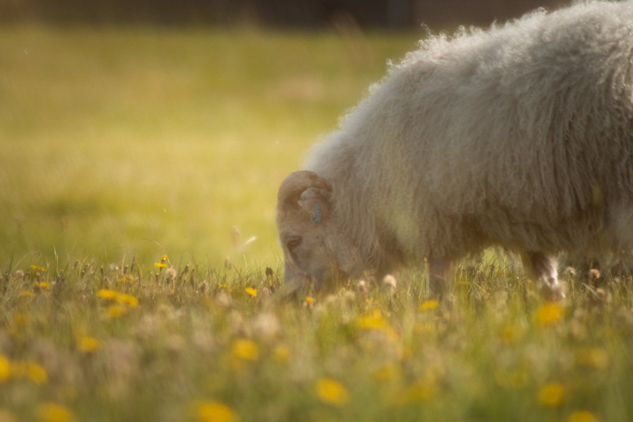 Icelandic sheep...