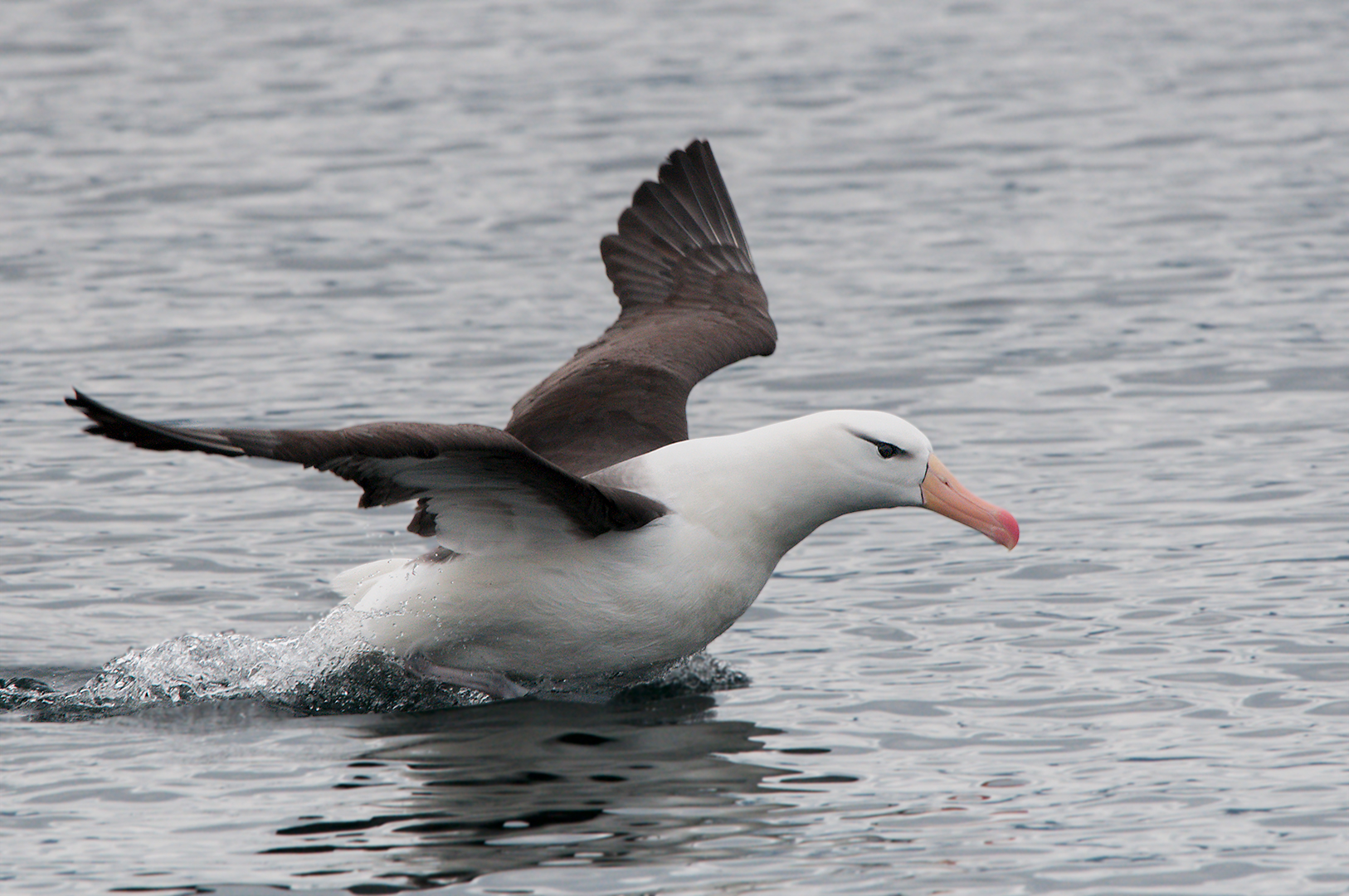Albatross in flight...