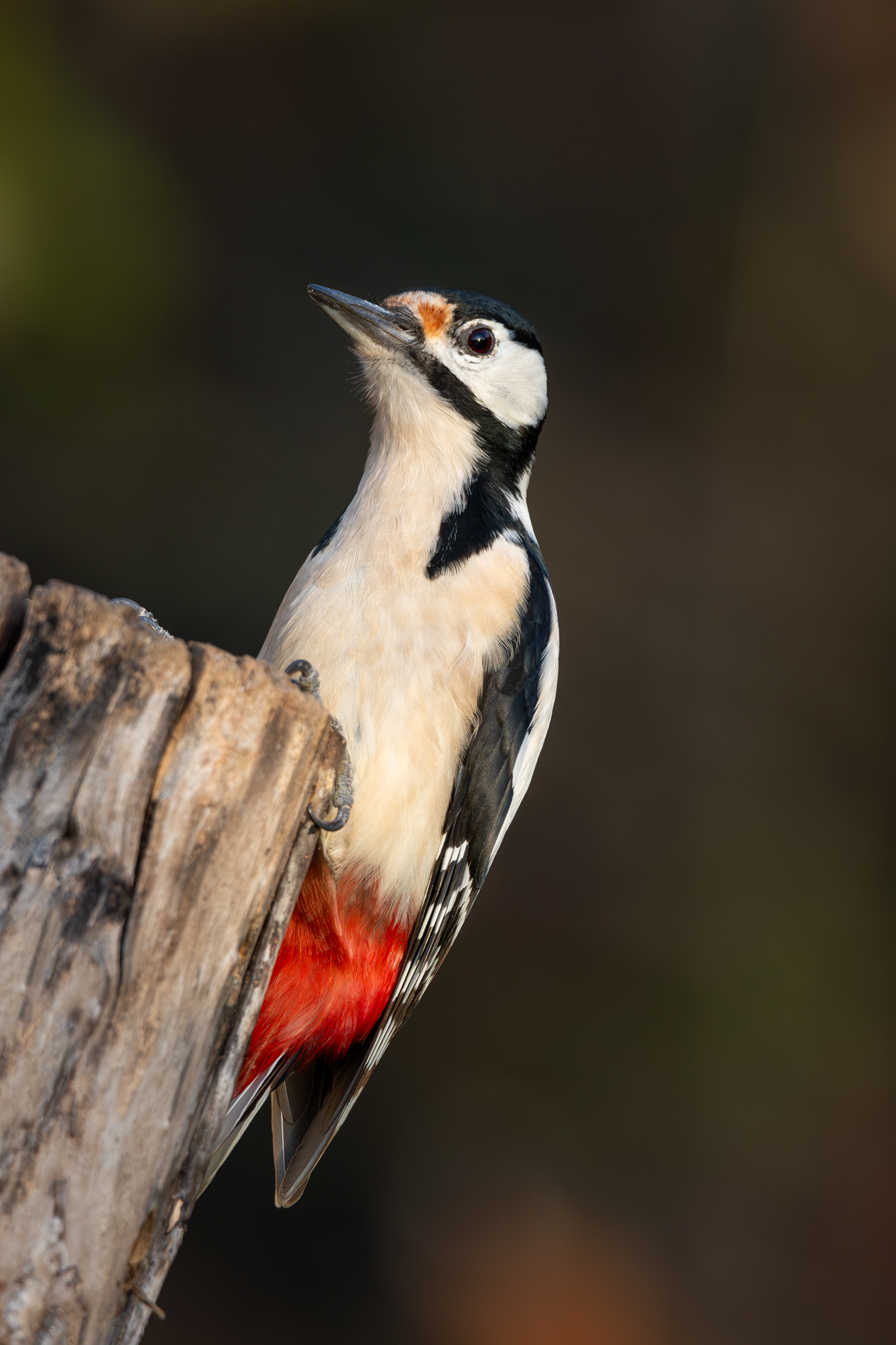 Spotted Woodpecker at first light...