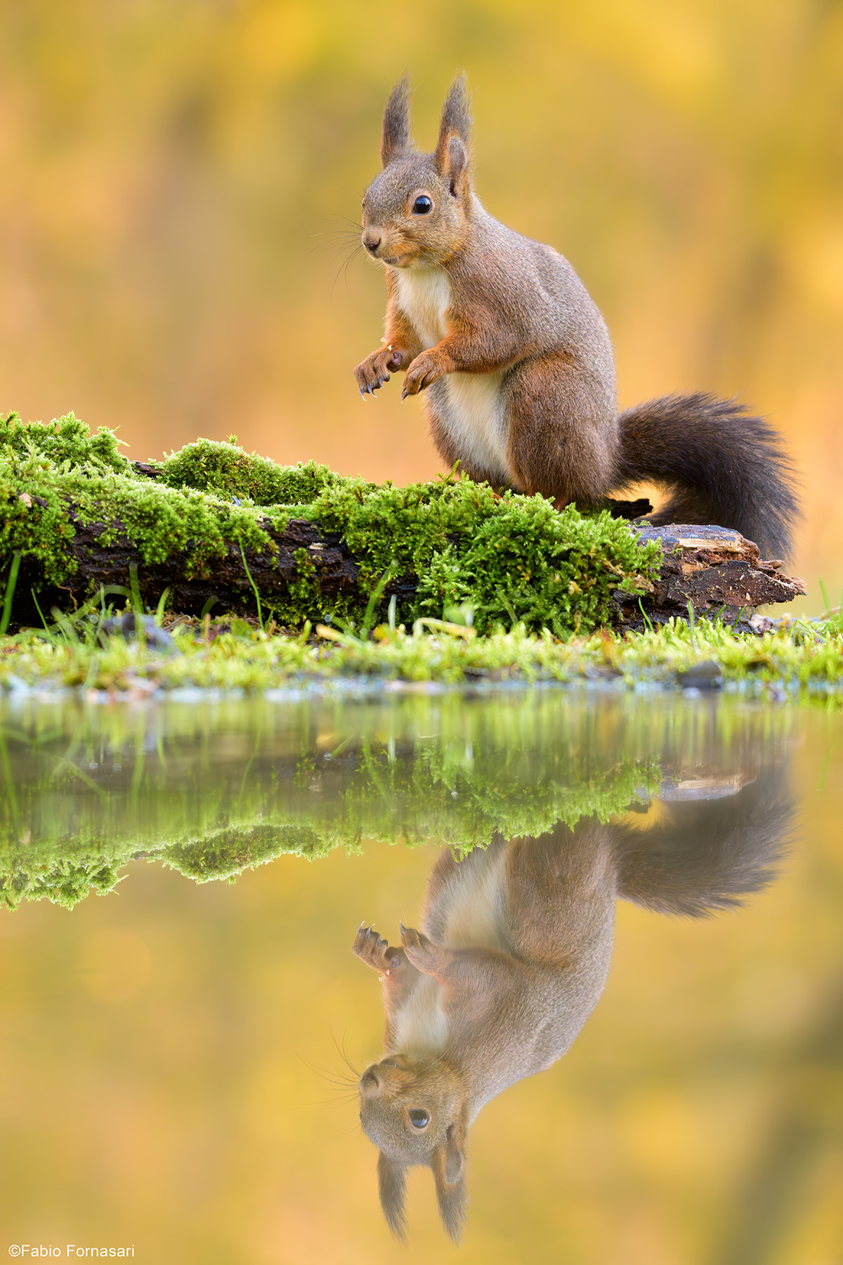 Common Squirrel...