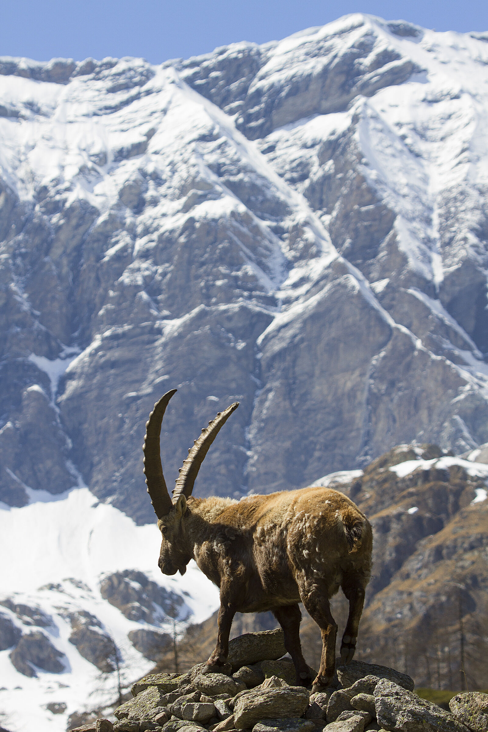 Ibex - Gran Paradiso National Park...