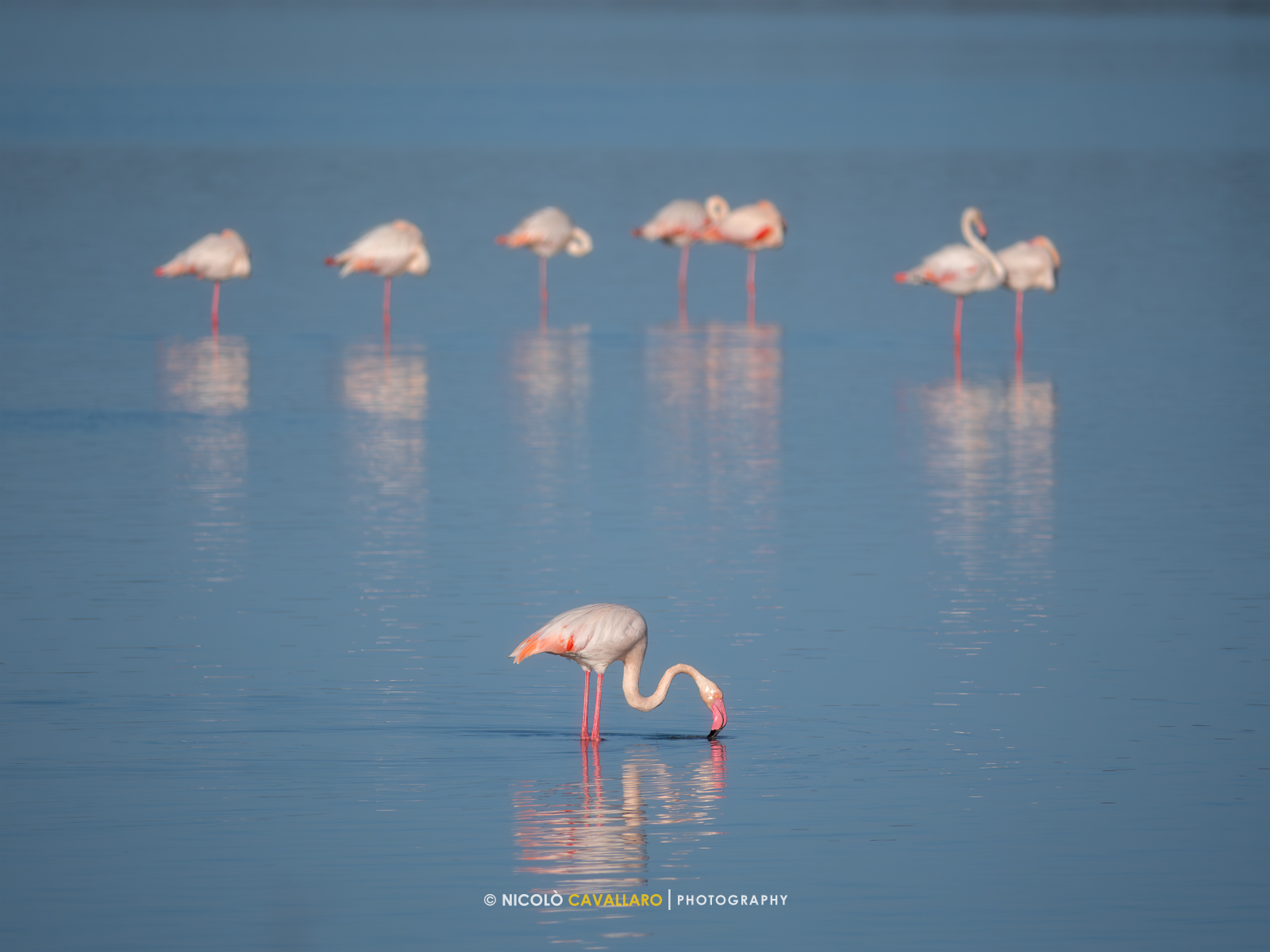 Flamingos - Vendicari Wildlife Oasis...