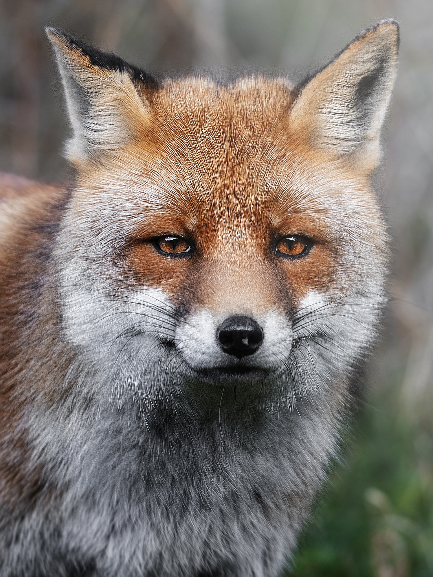 Red Fox*...