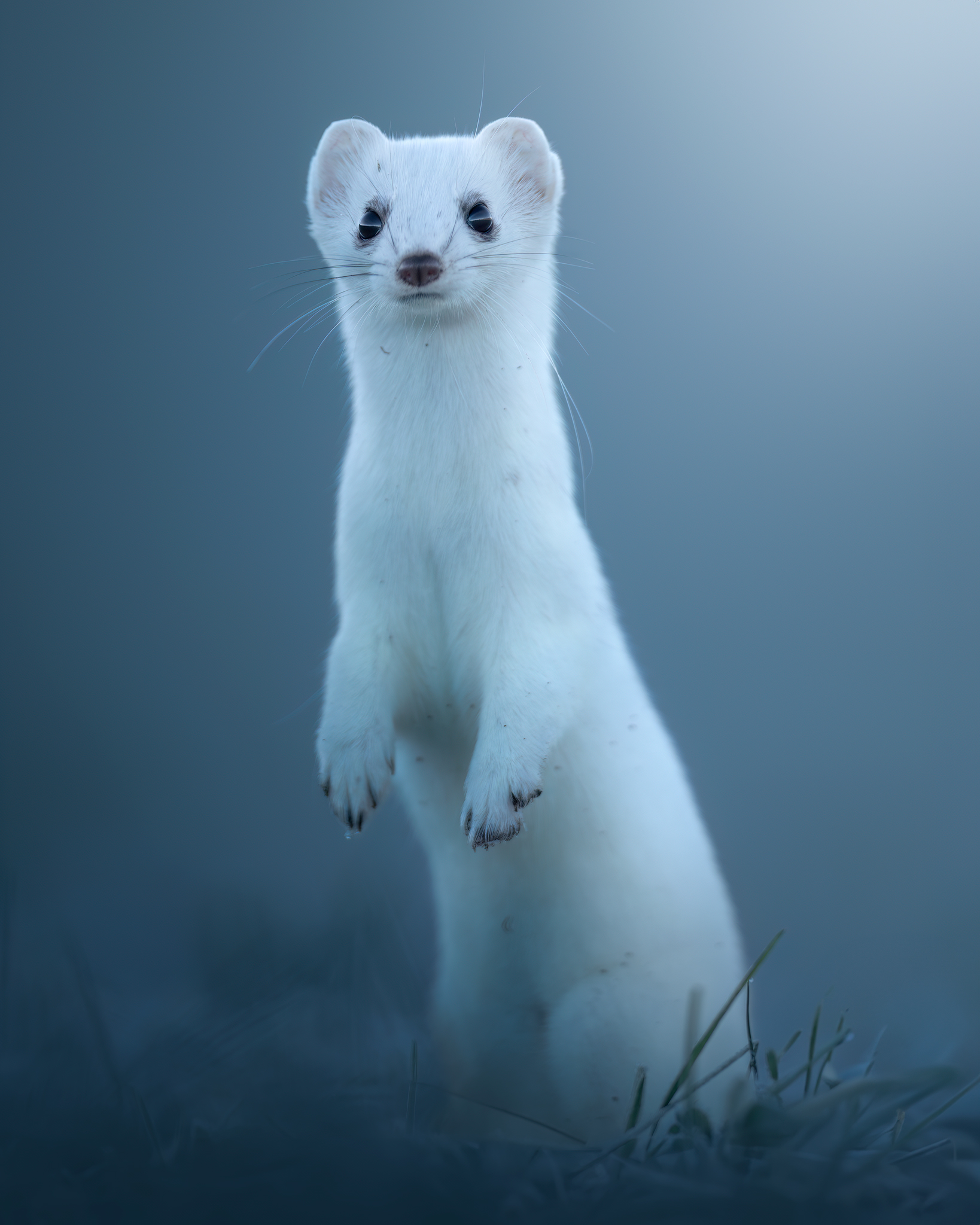 Ermine, frosted atmosphere...