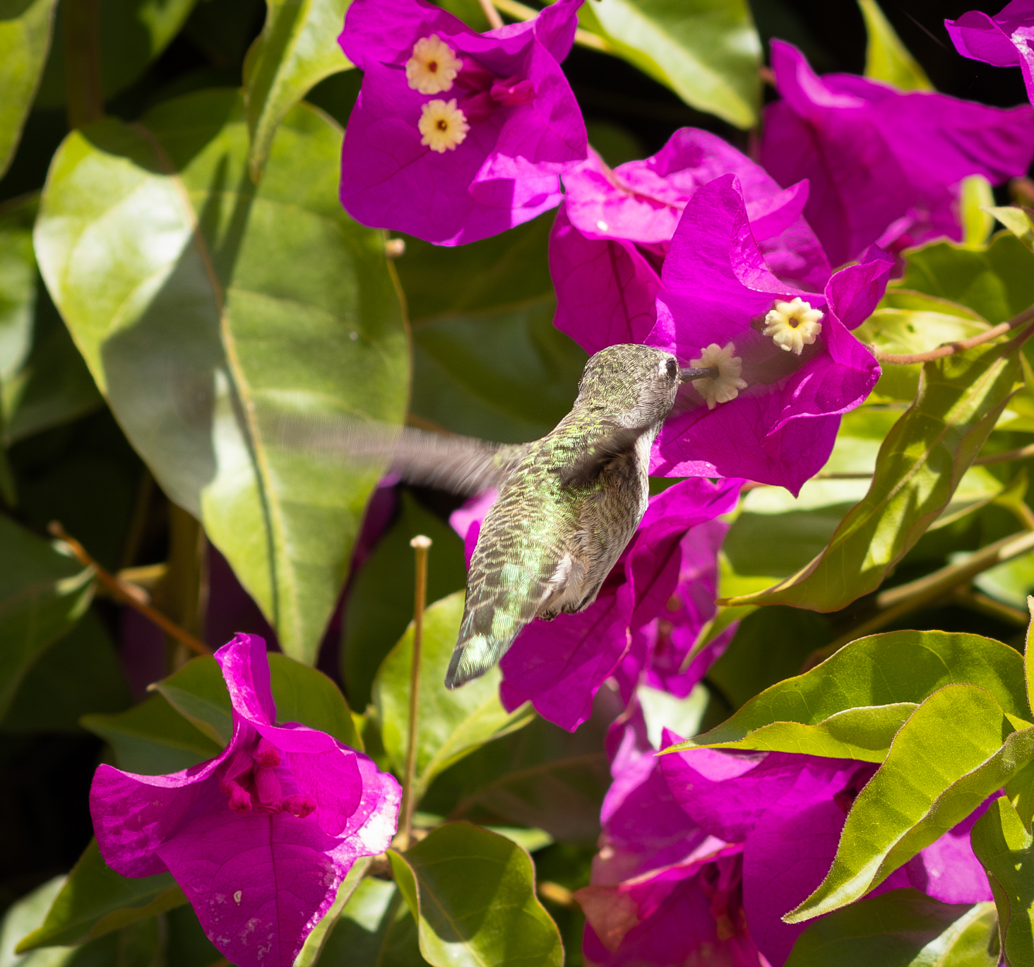 Monterey Hummingbird ...