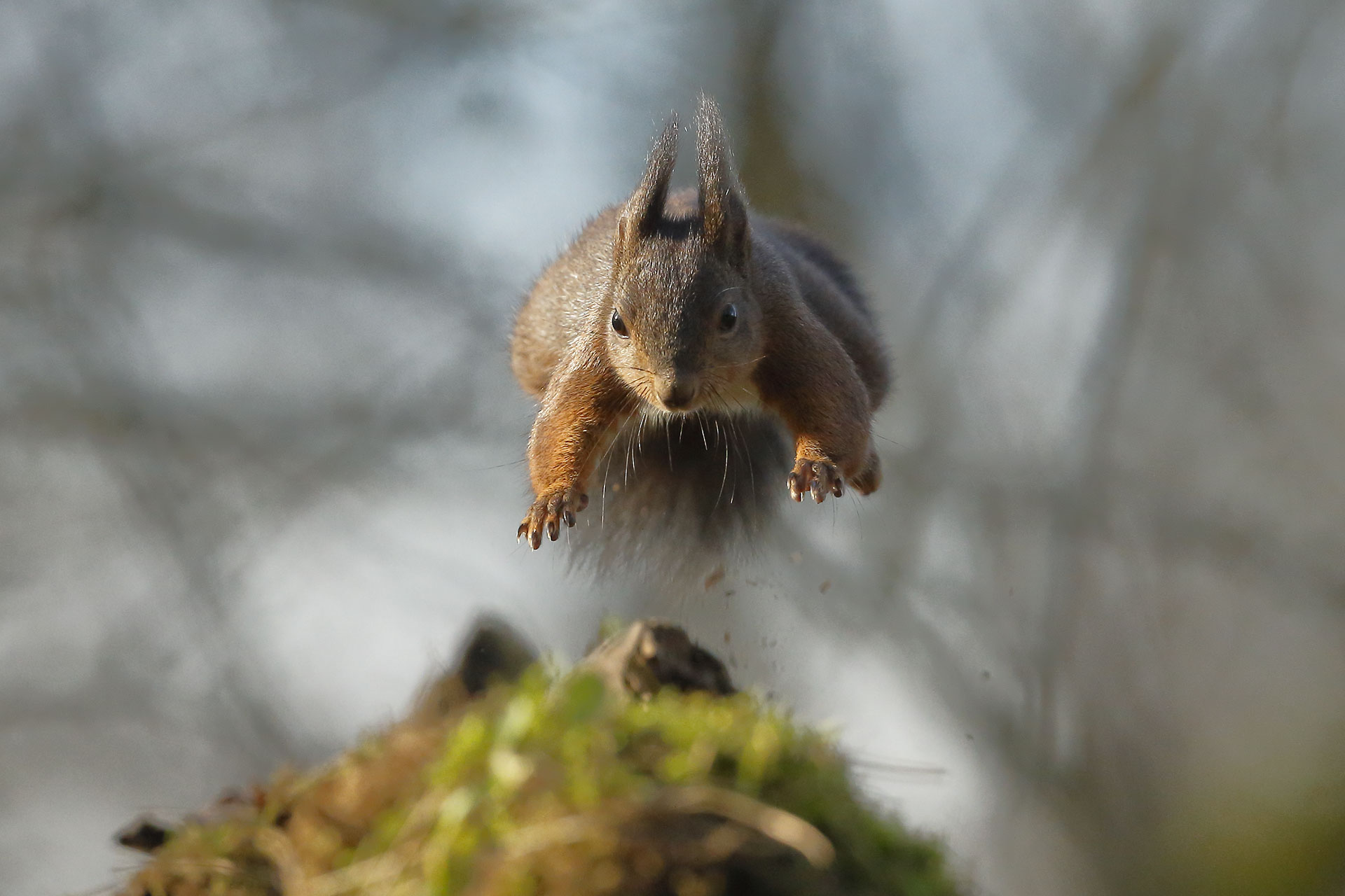 Jumping Squirrel...