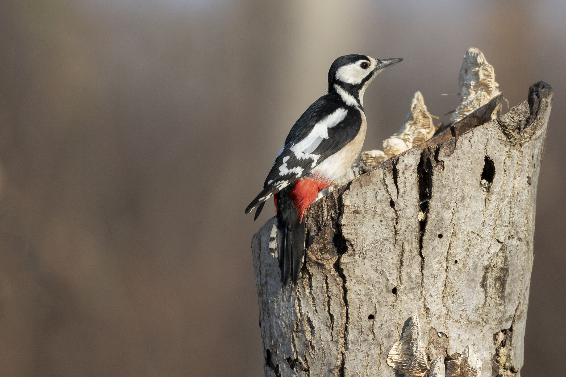 Spotted Woodpecker...