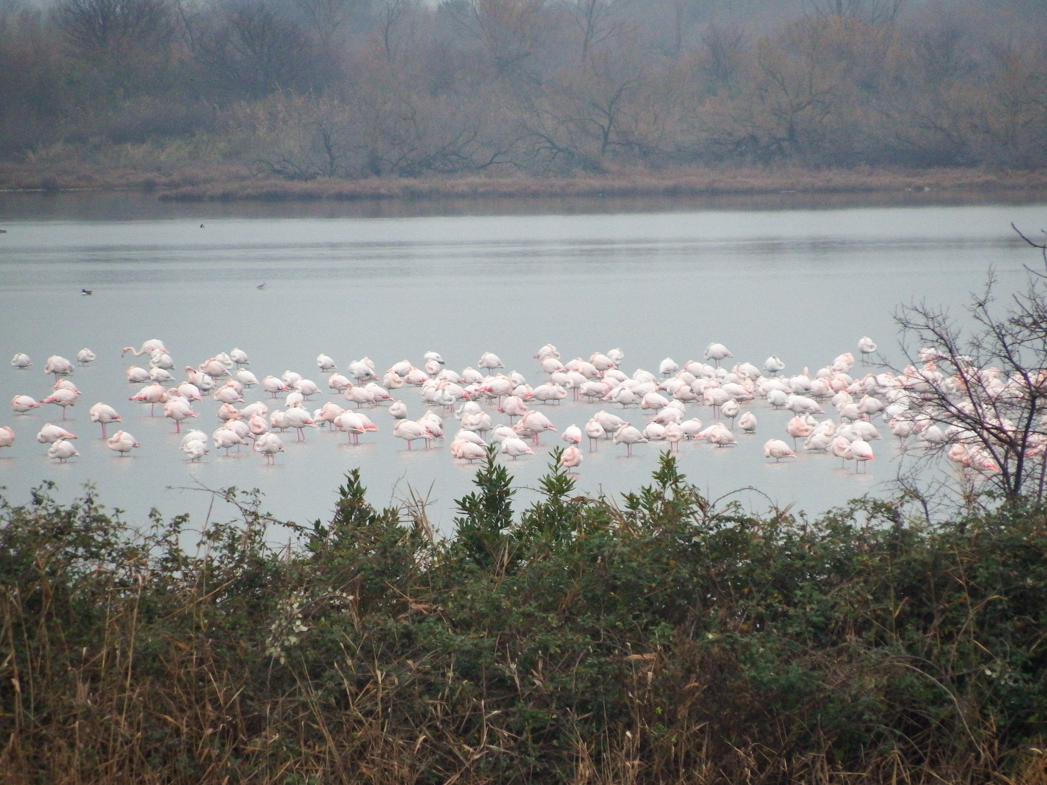 Flamingos in the lagoon ...