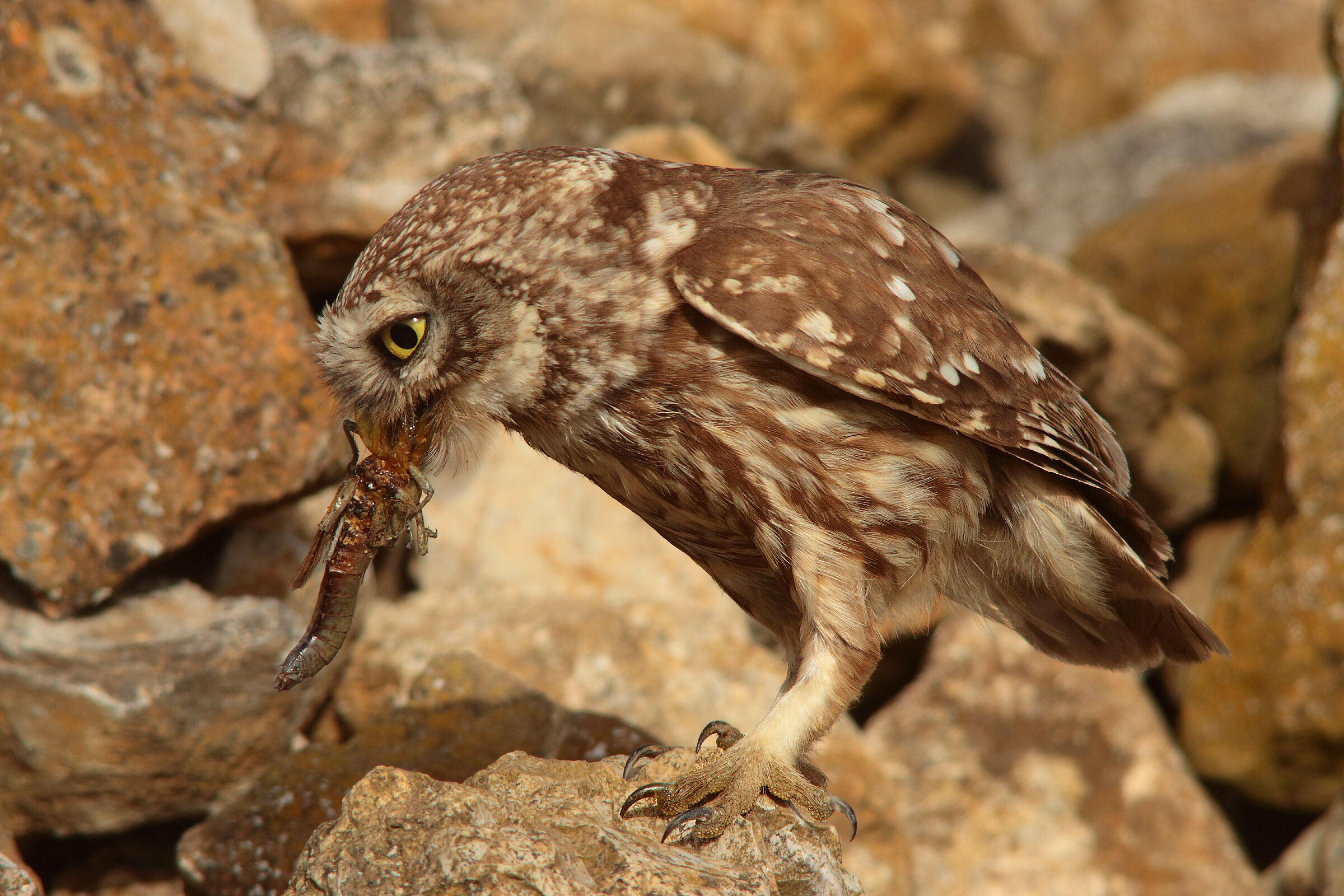 Owl with prey in HD...