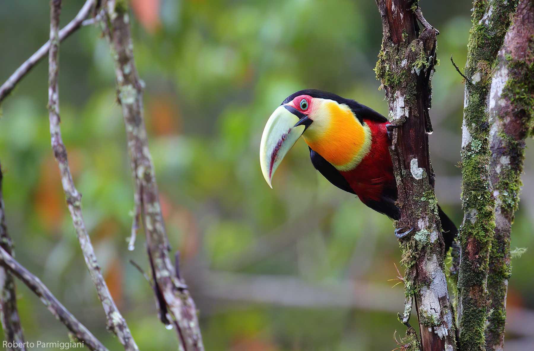 Green-billed toucan...