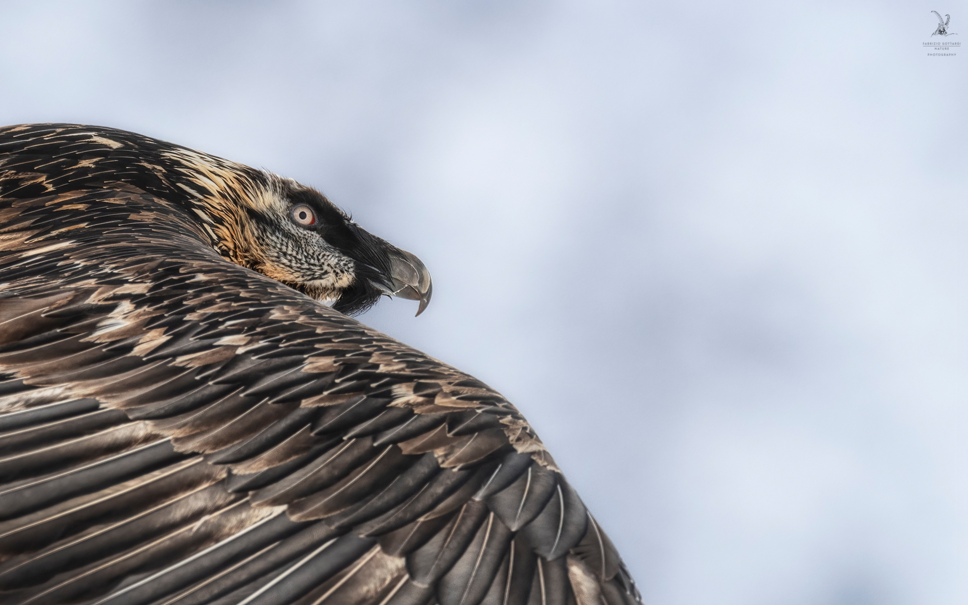 Bearded Vulture...