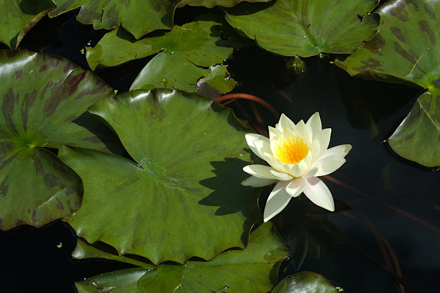 Water lily...