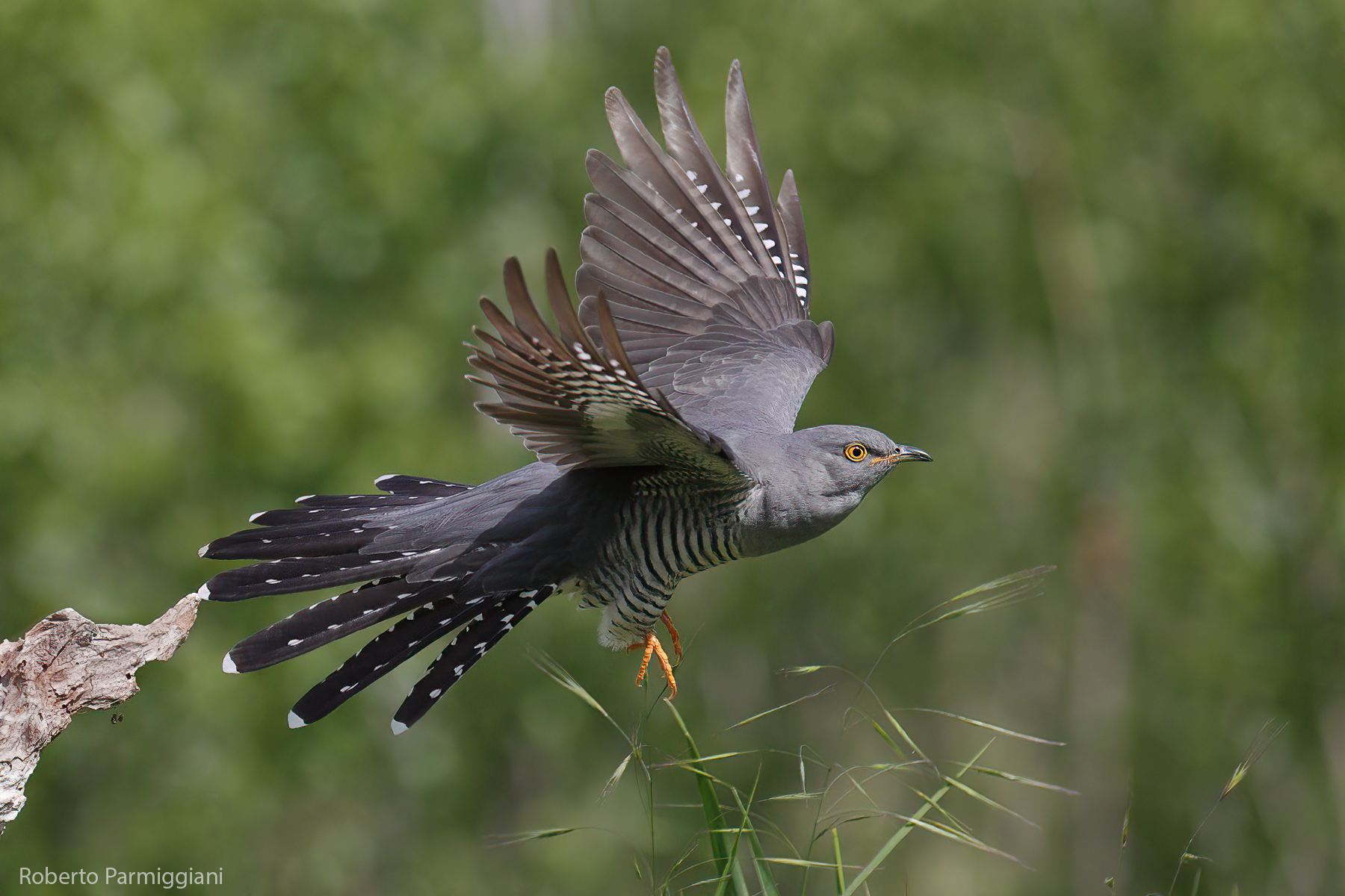 Cuckoo on the fly...