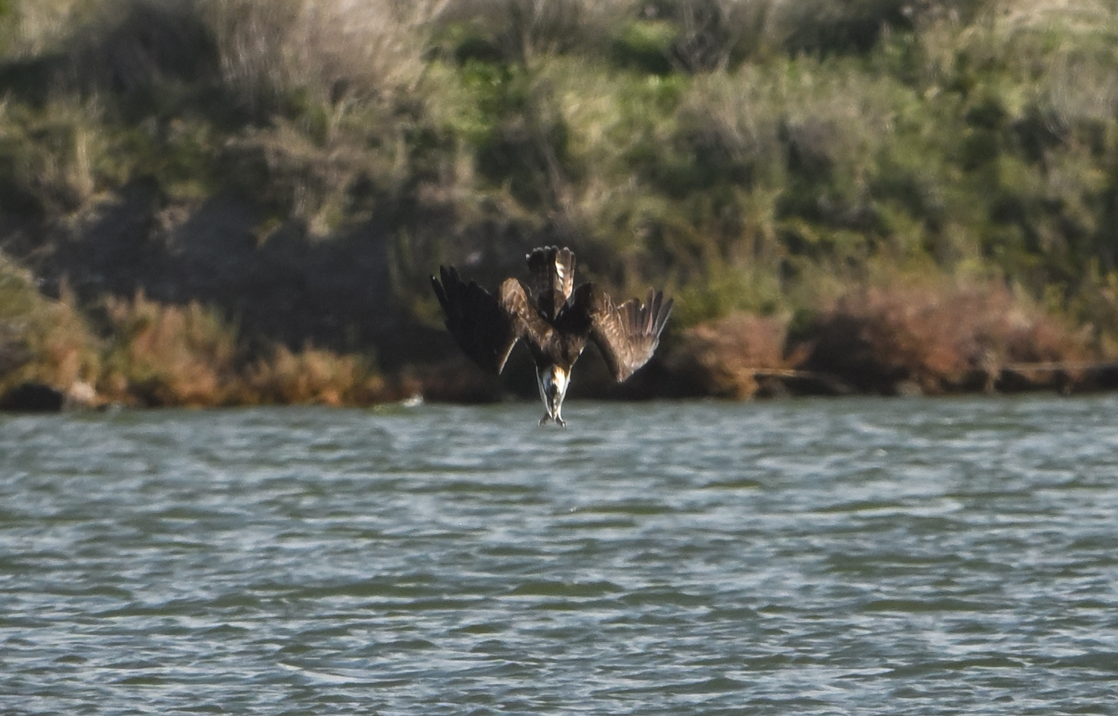 The entry of the Osprey into the water...