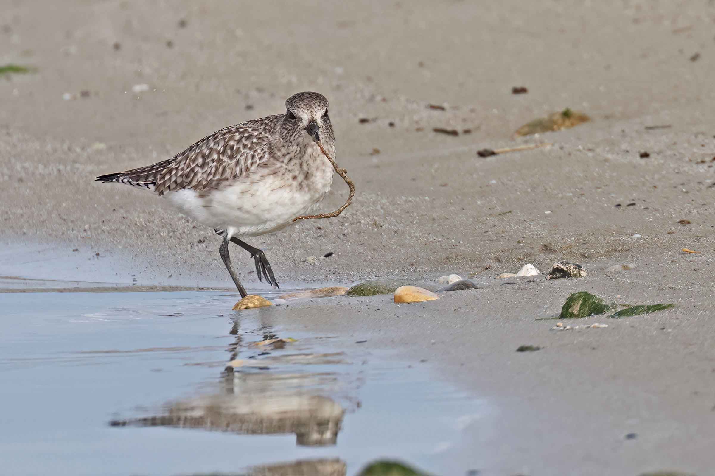 Plover with "arenicola whip"...