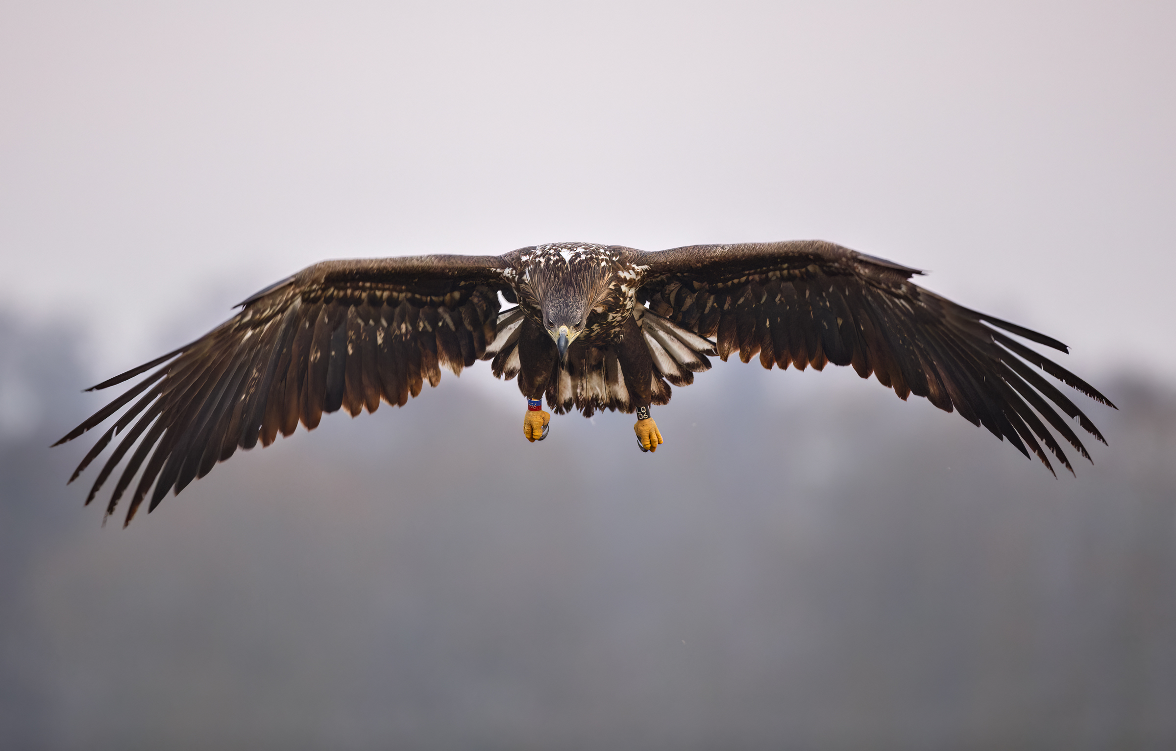 White-tailed sea eagle - juv....