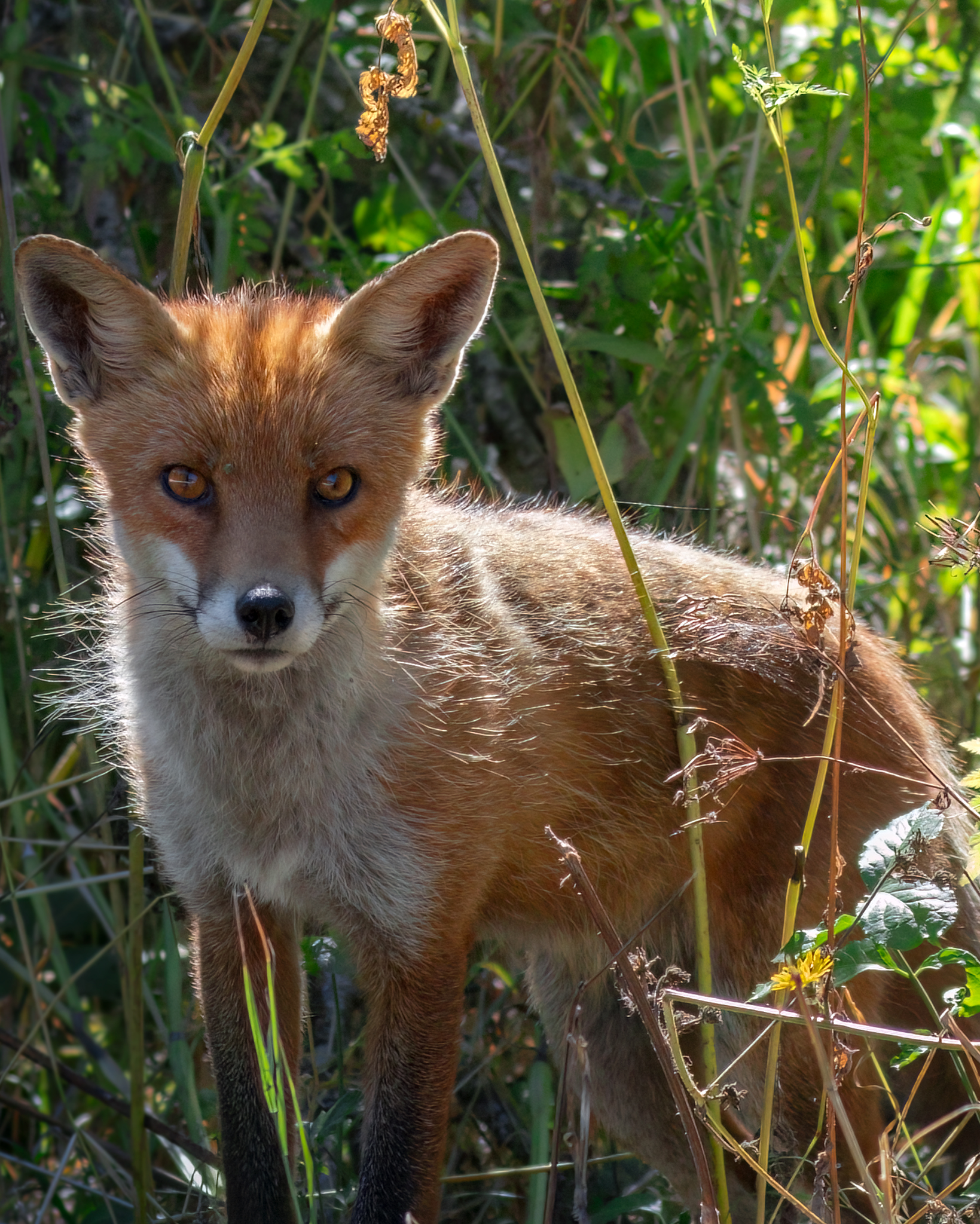Fox...