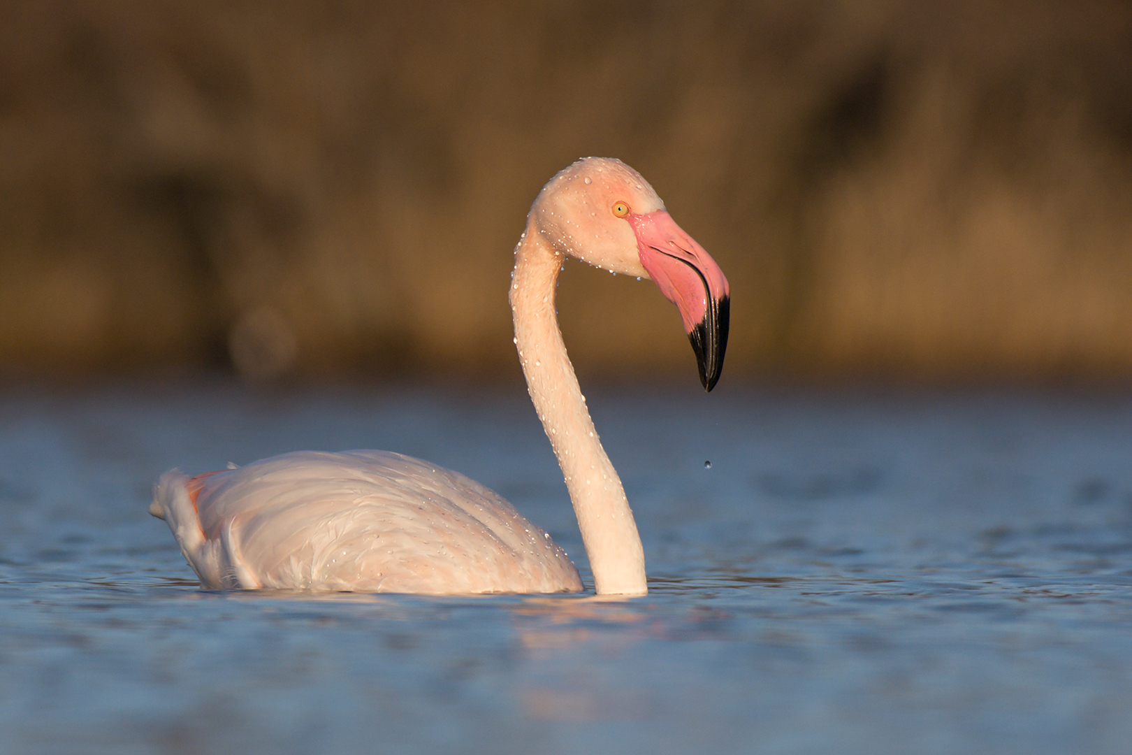 Flamingo in high water...