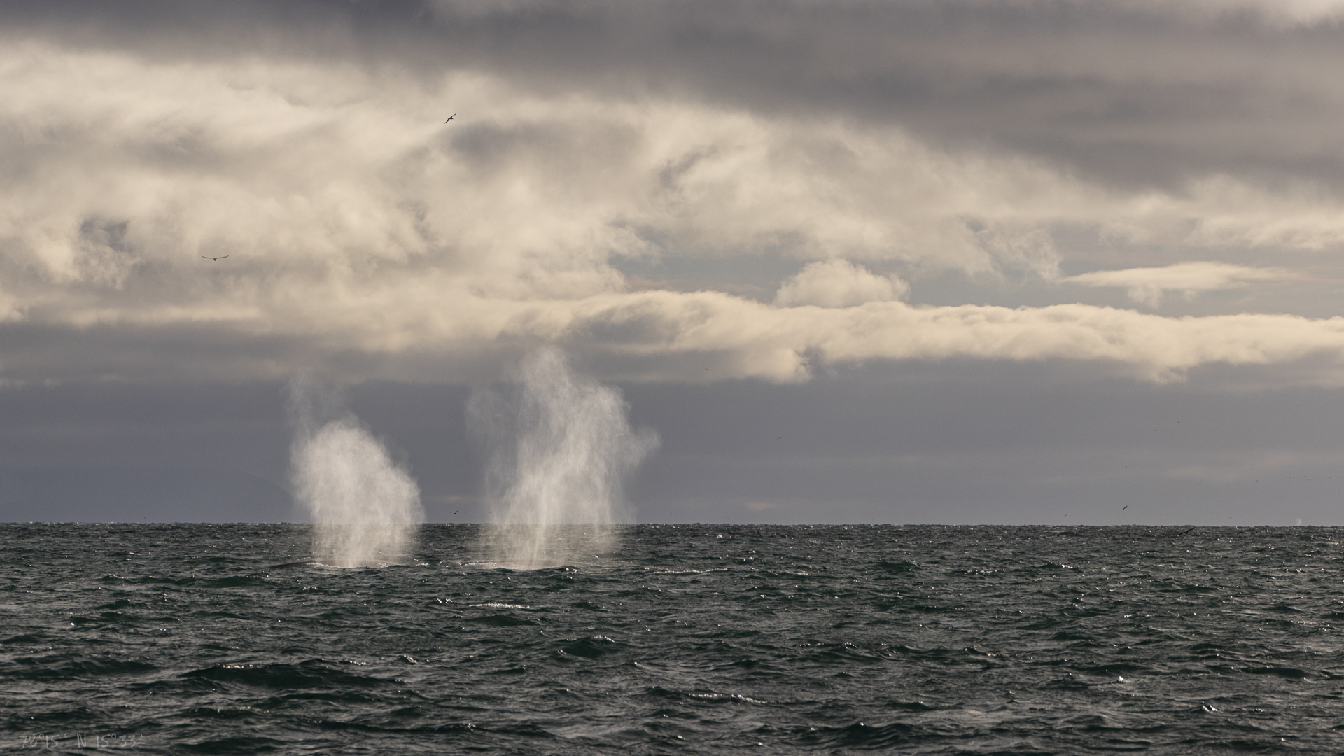 Balene a Billefjorden...
