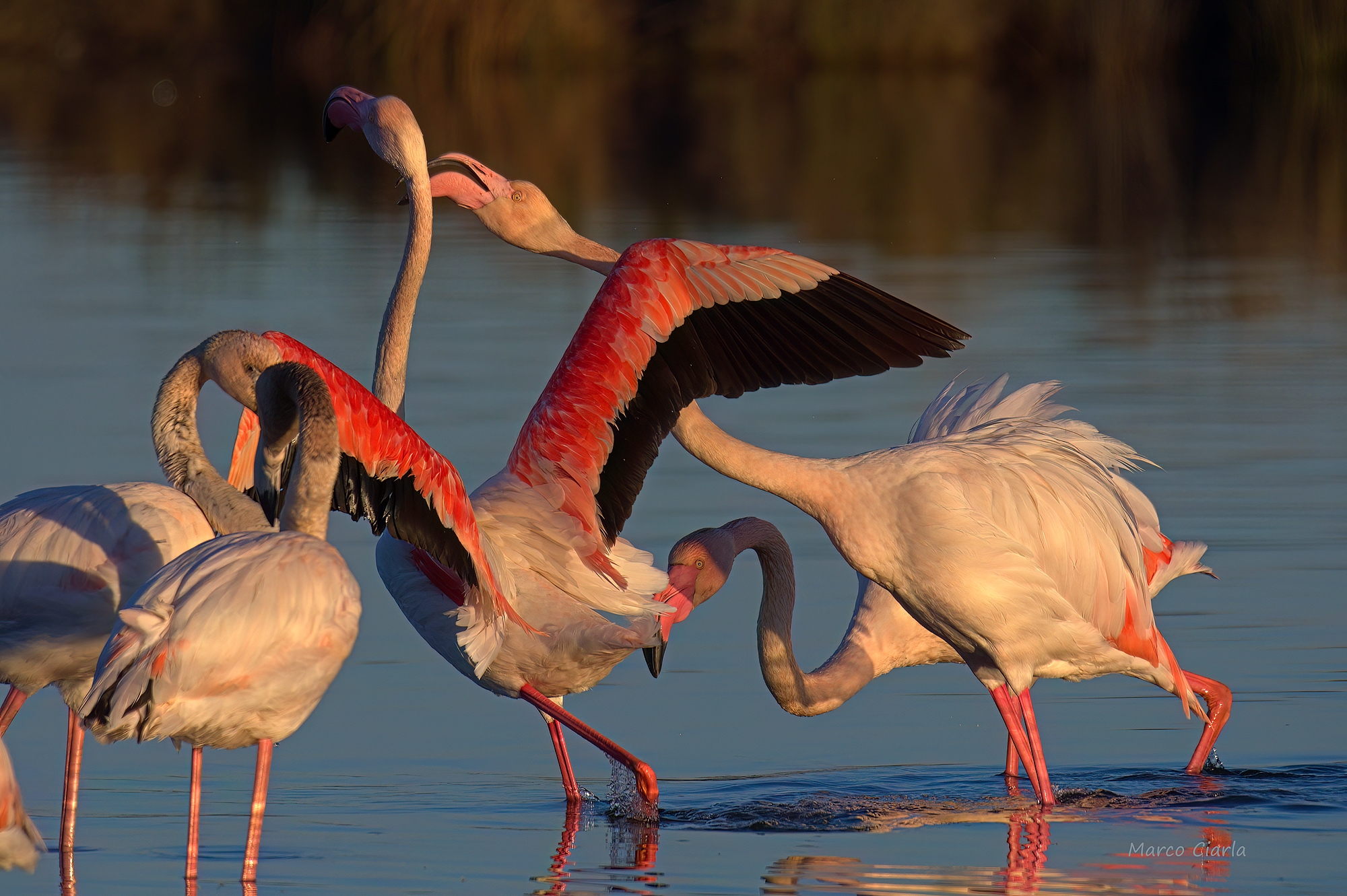 Fights at first light Flamingos ...