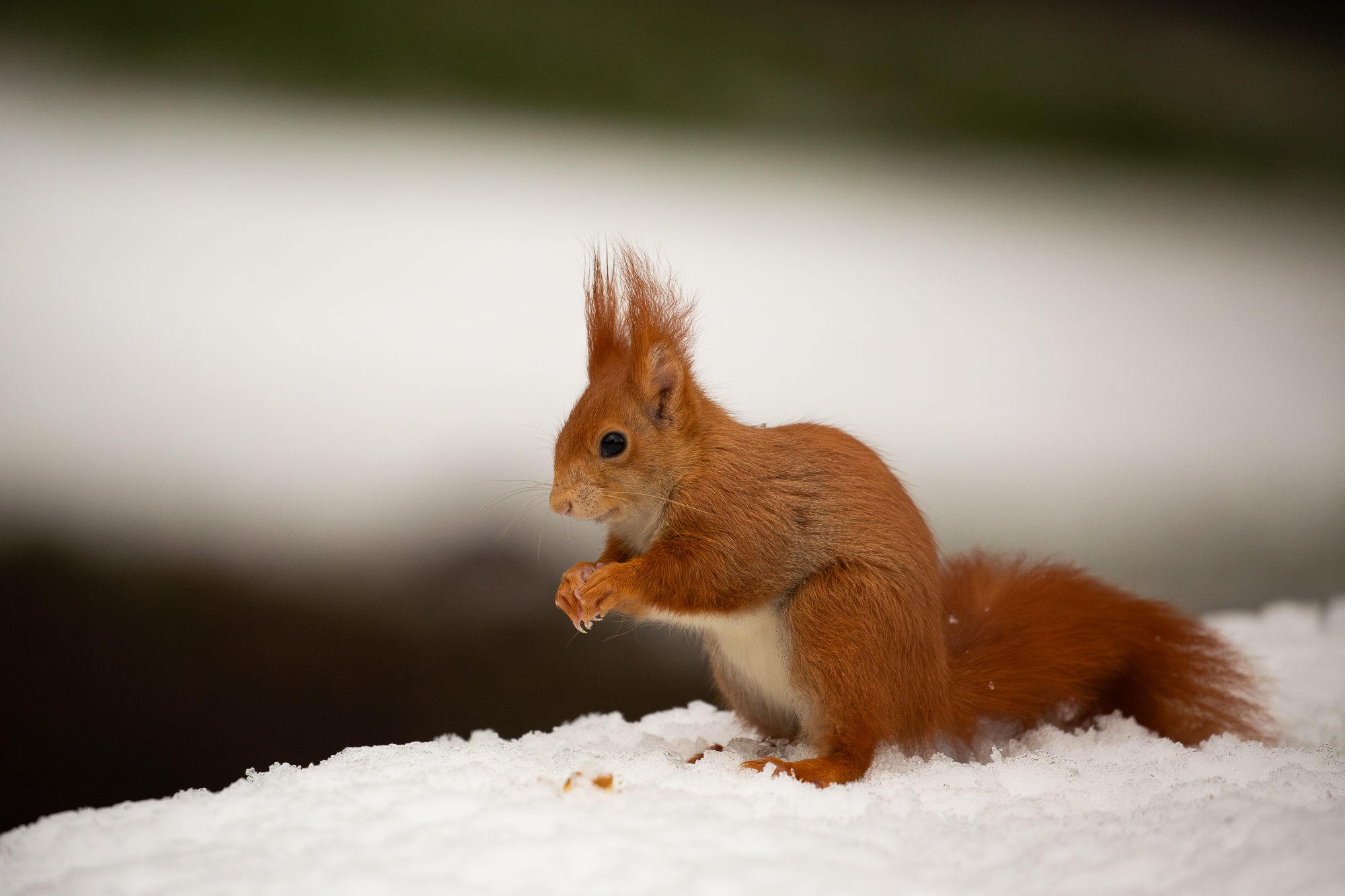 Red Squirrel ...