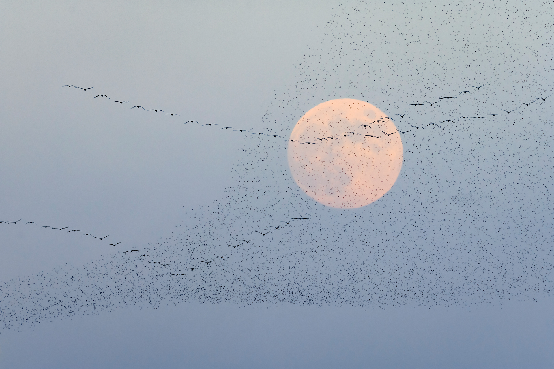 A magical combination: Starlings, Cranes and Full Moon...