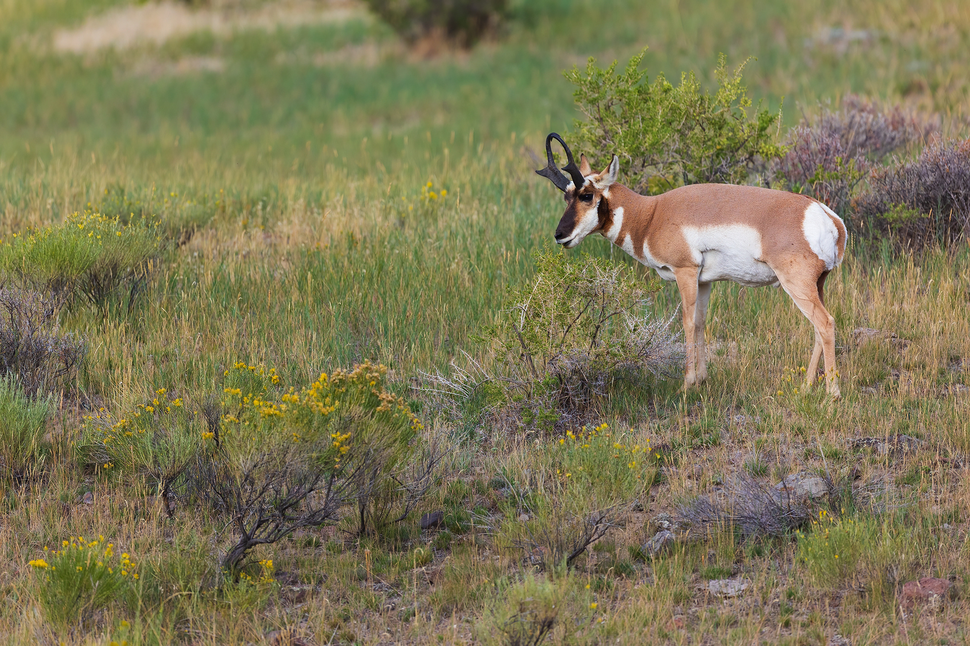 American antelope...