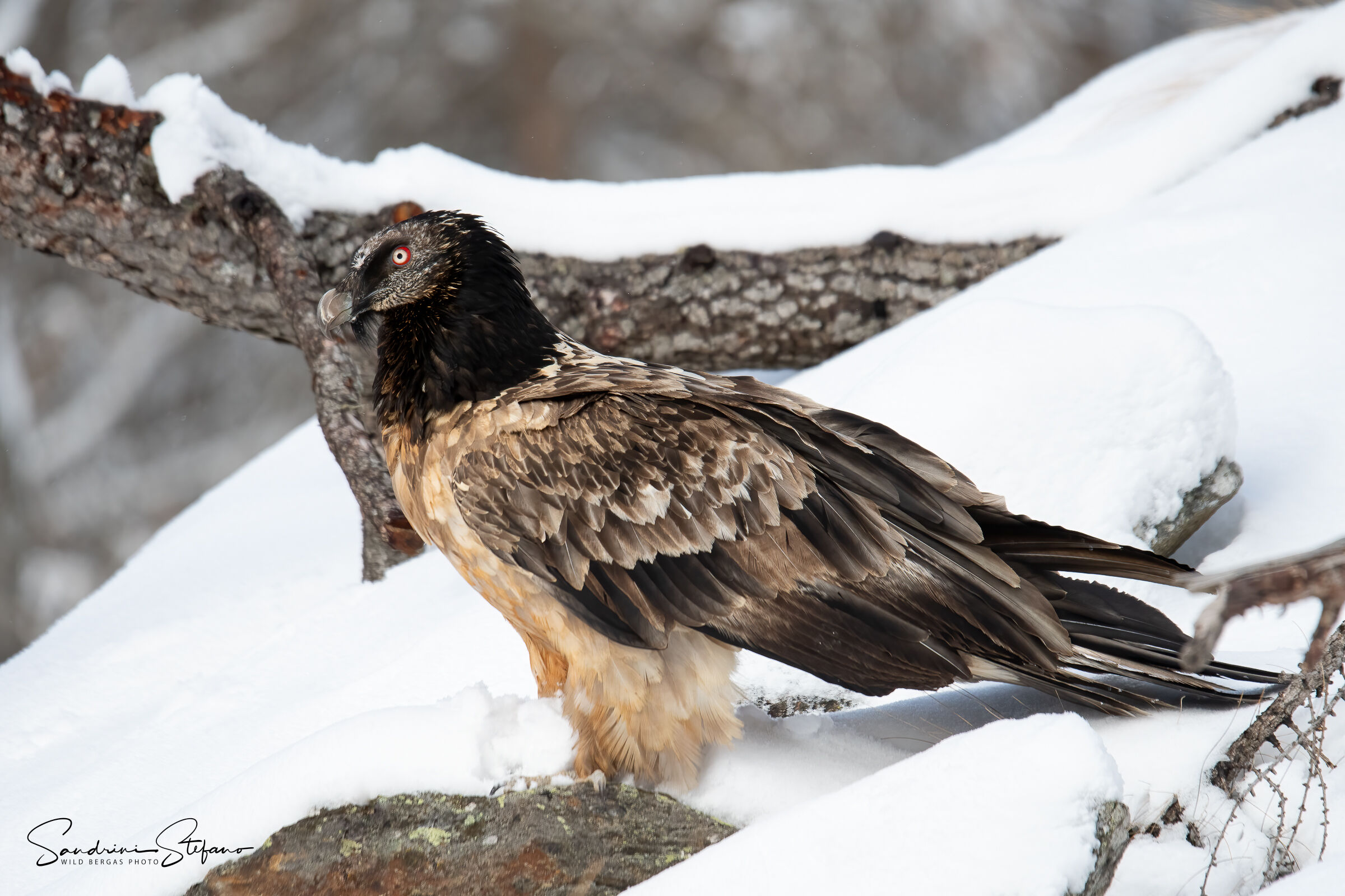 Bearded vulture...