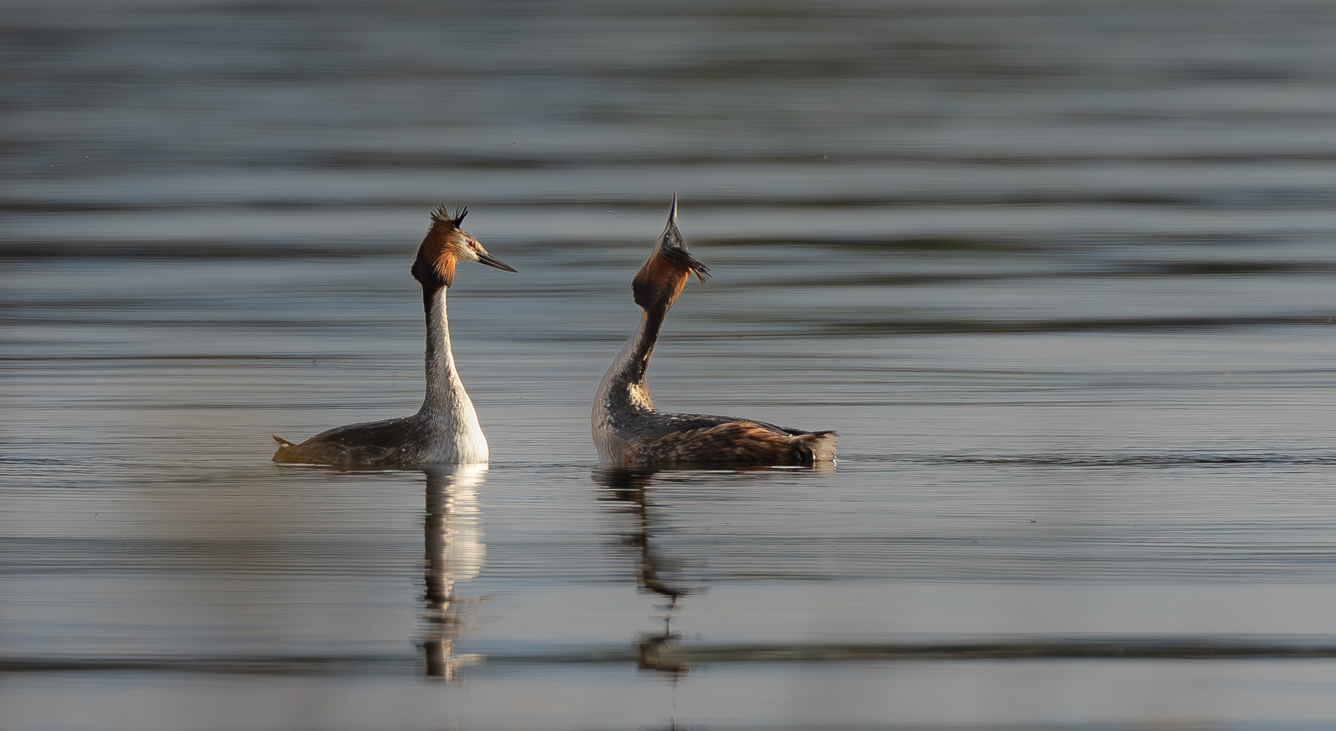 Grebes First Spring Approaches...