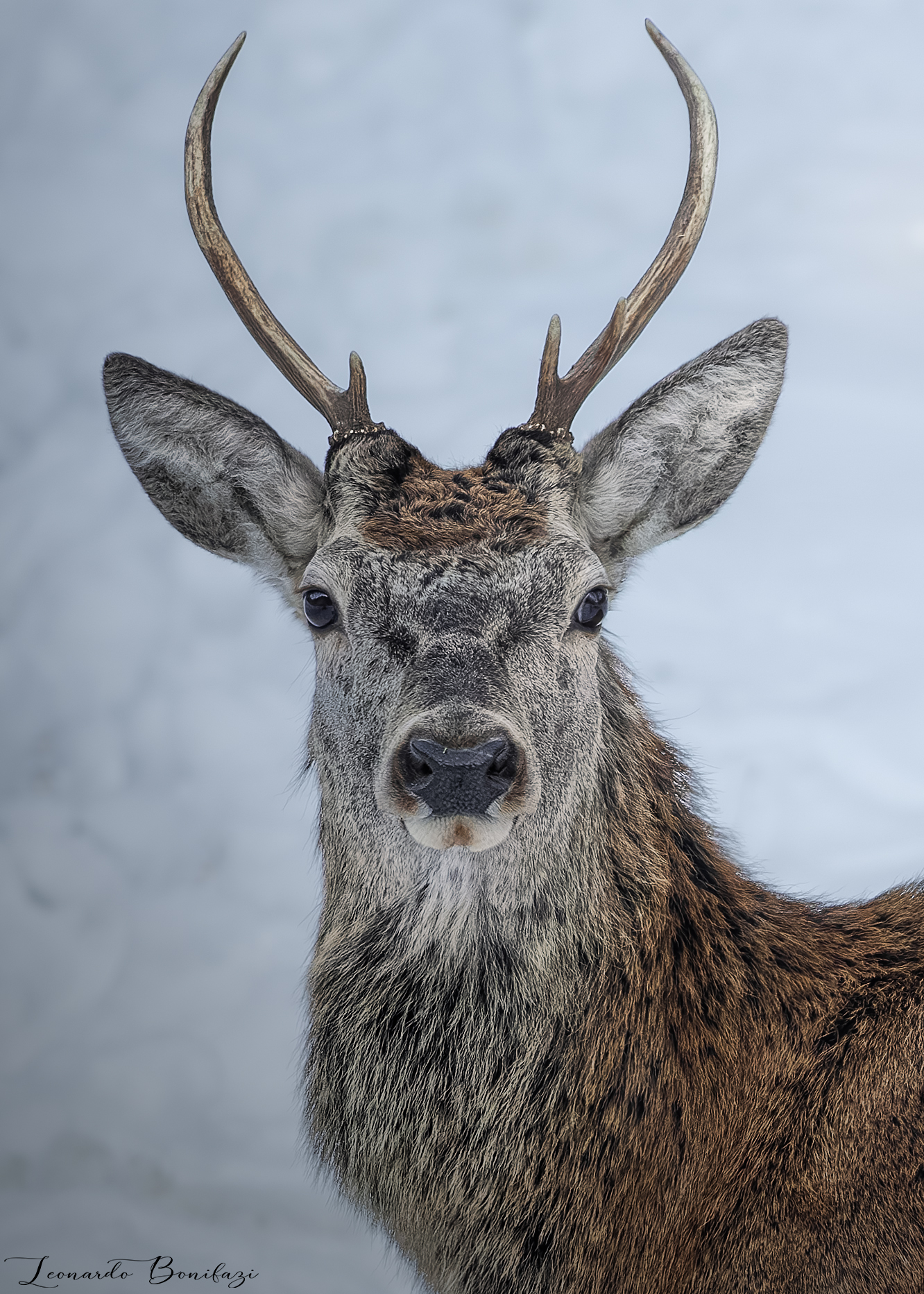 A portrait of a deer...