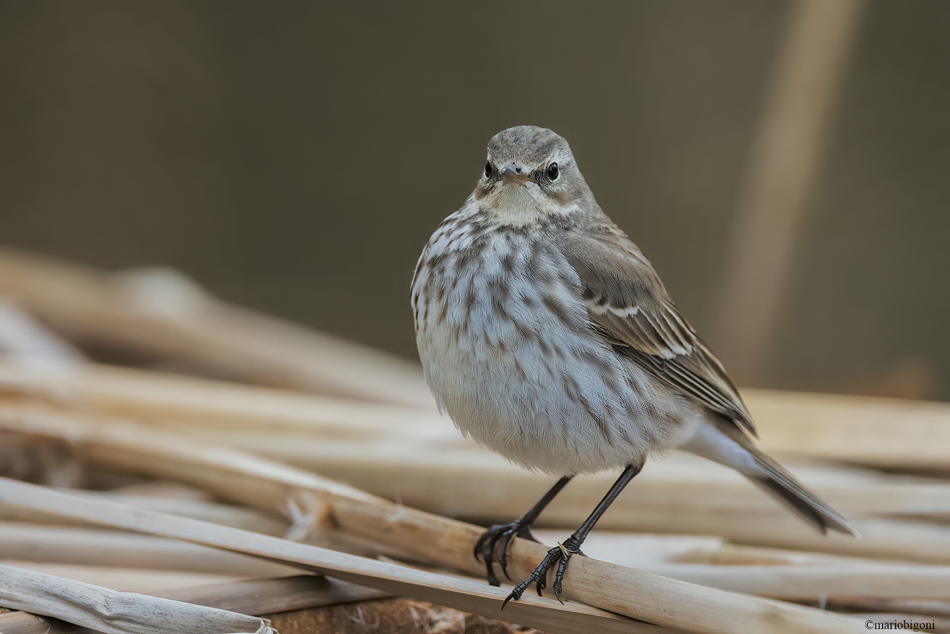 Water pipit...