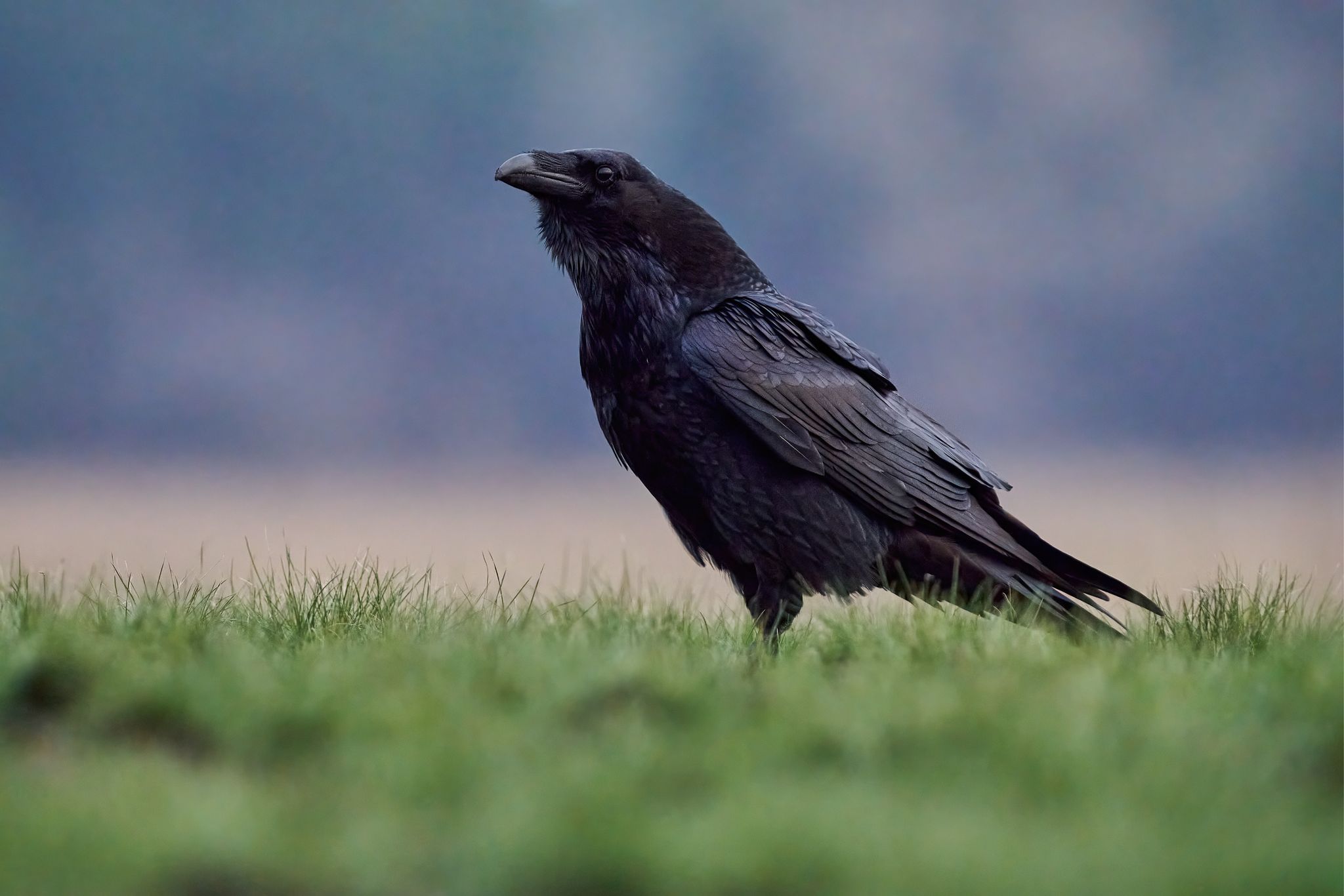 Crow...