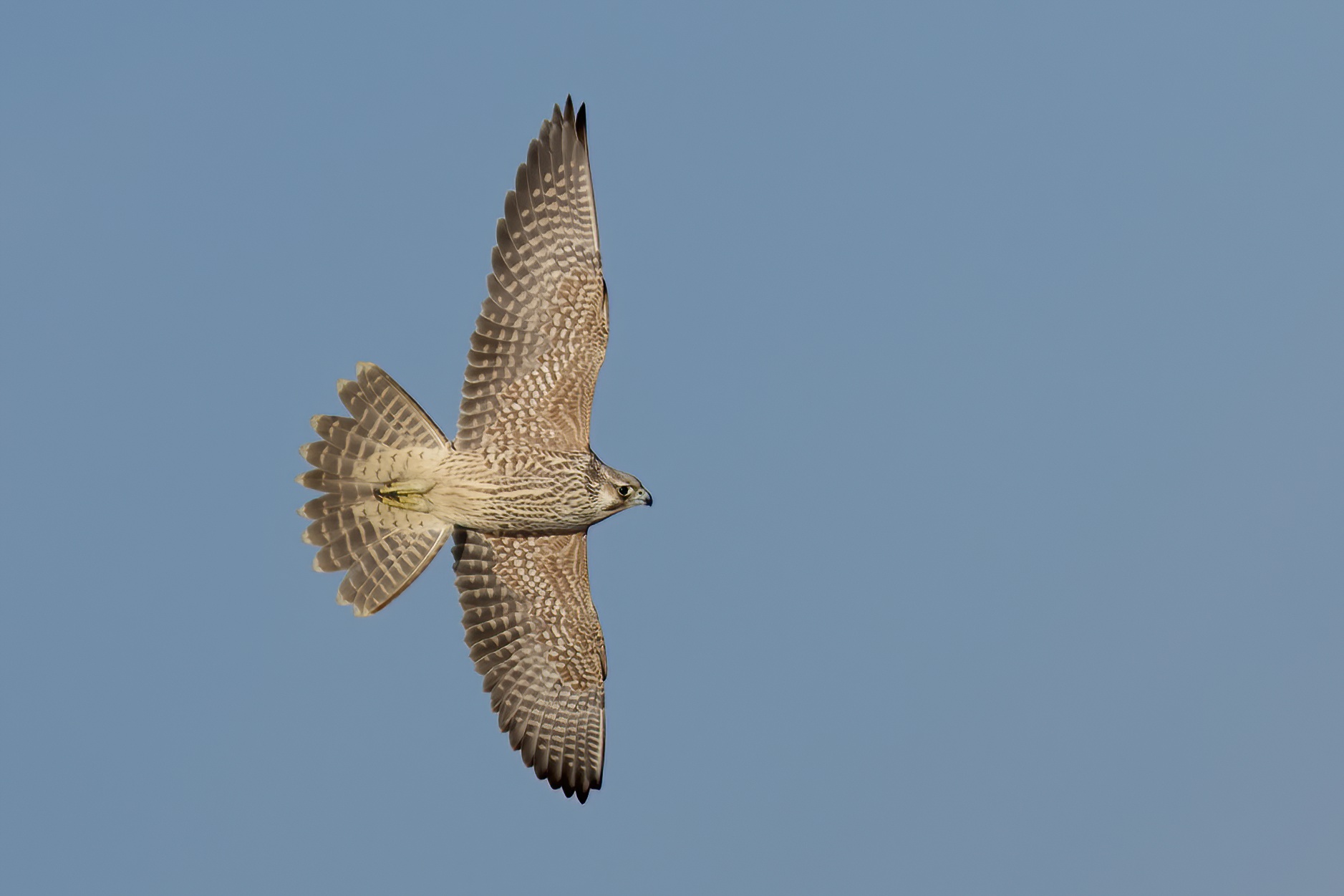 Siberian Peregrine Falcon (Falco peregrinus calidus)...