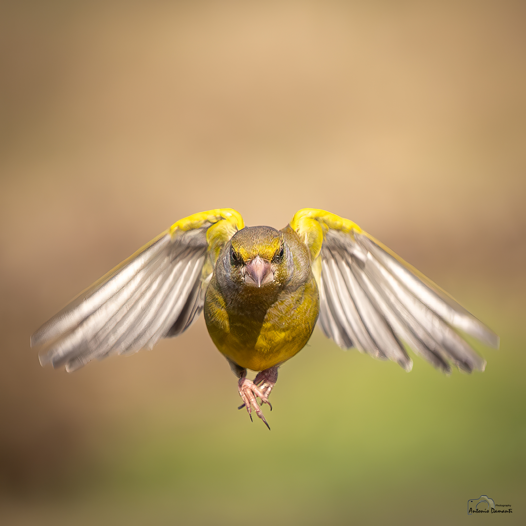 Greenfinch in frontal flight...