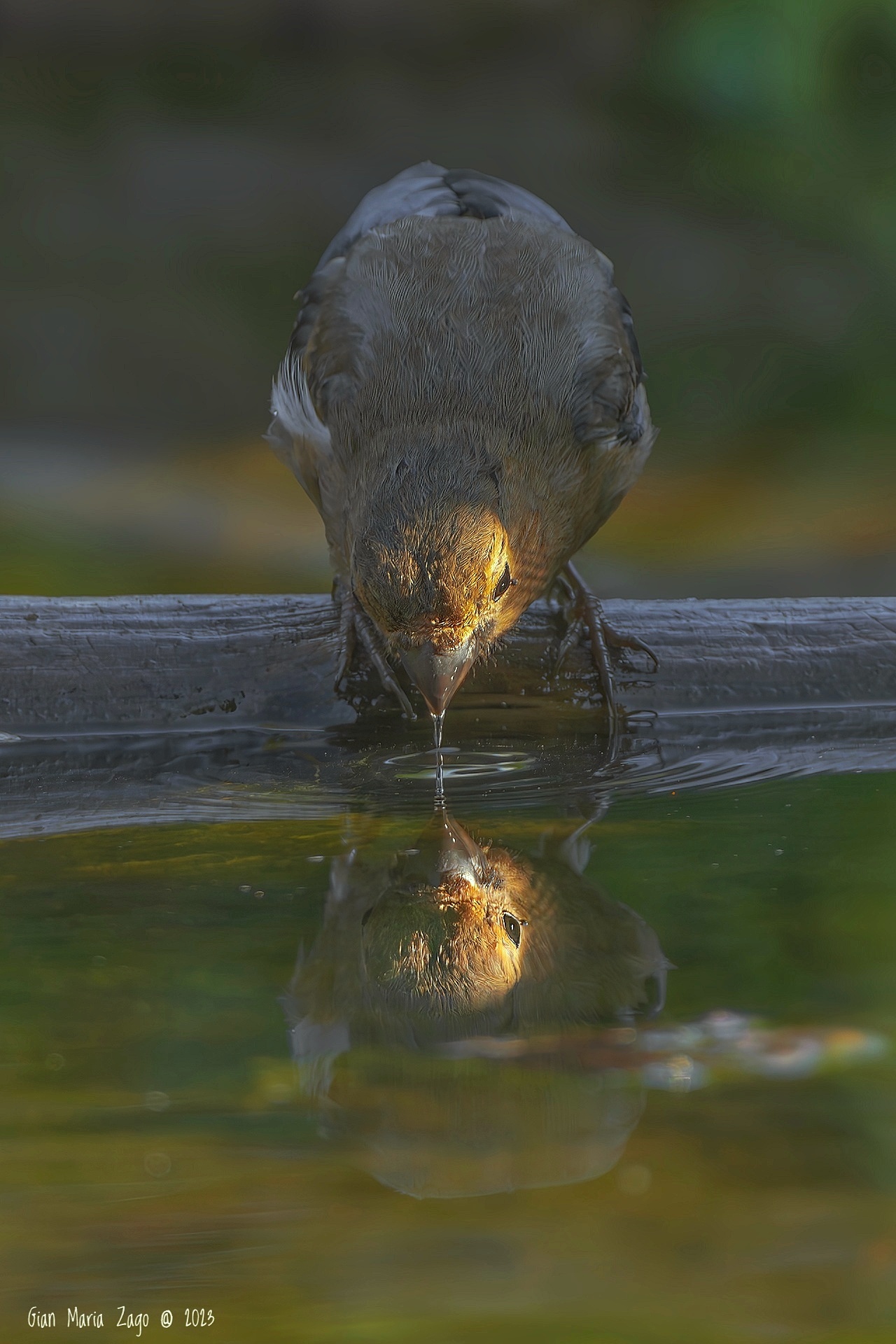 The thirst of the hawfrog ...