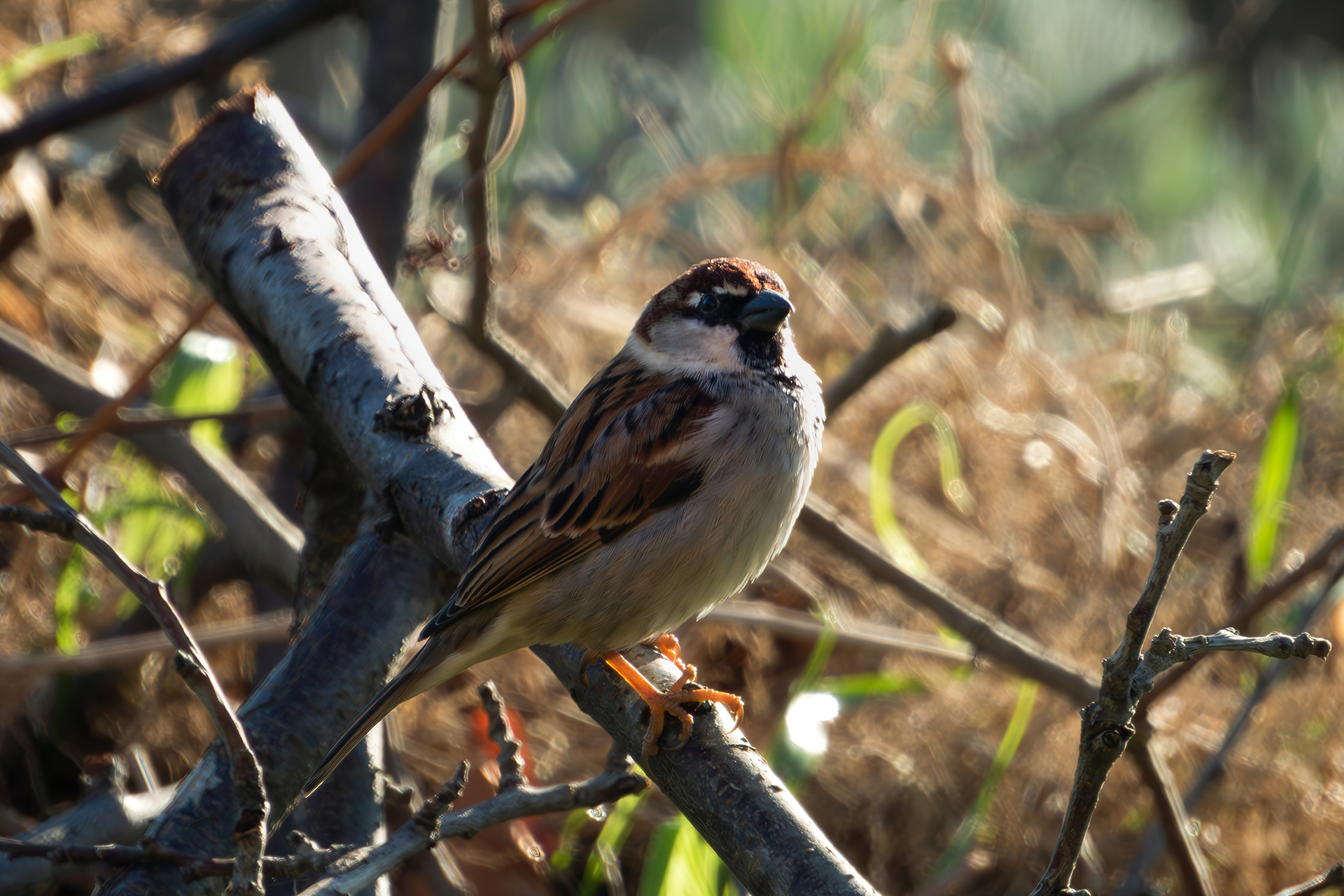 Male Italian Sparrow...