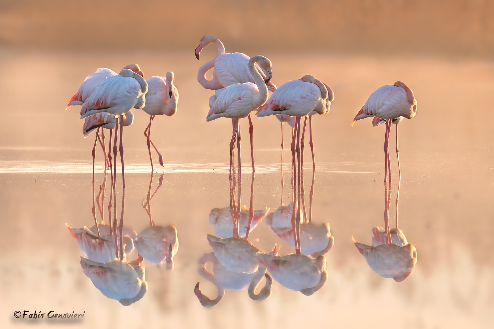 Flamingos in the light of dawn...