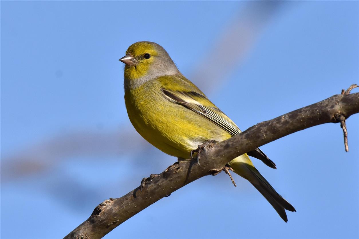 Venturone alpino (Carduelis citrinilla)...