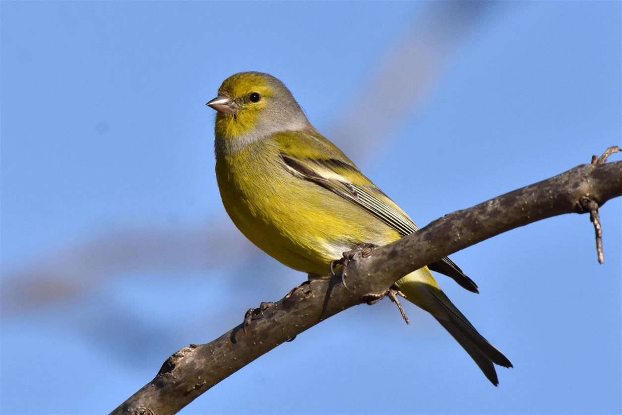 Alpine Venturone (Carduelis citrinilla)...