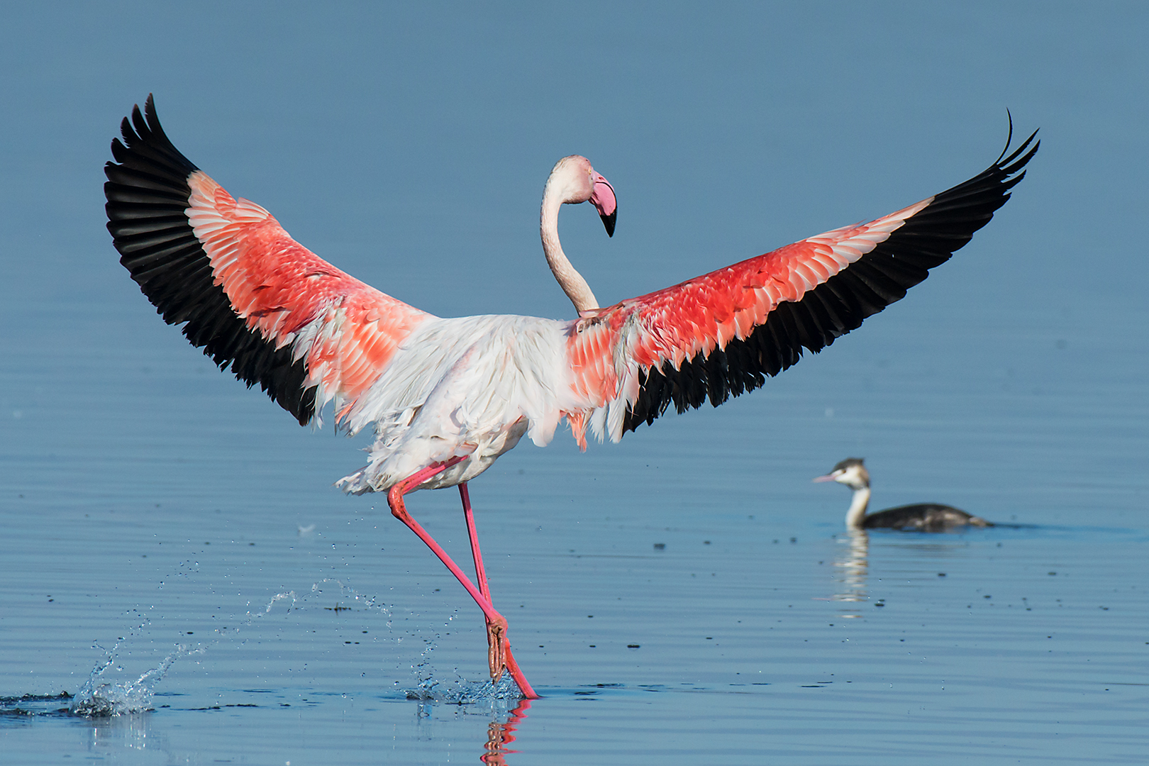 Flamingo in motion...