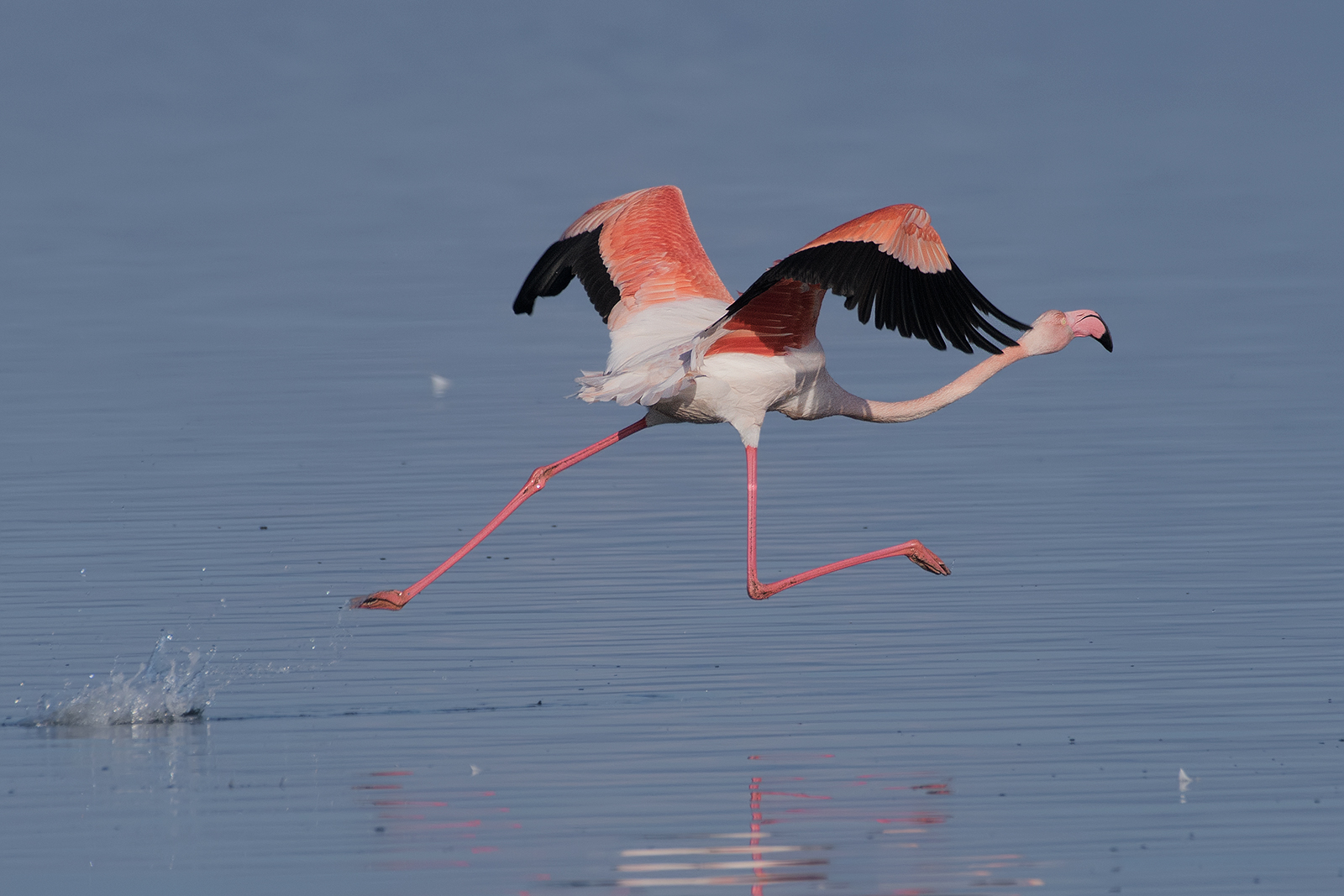 Flamingo....